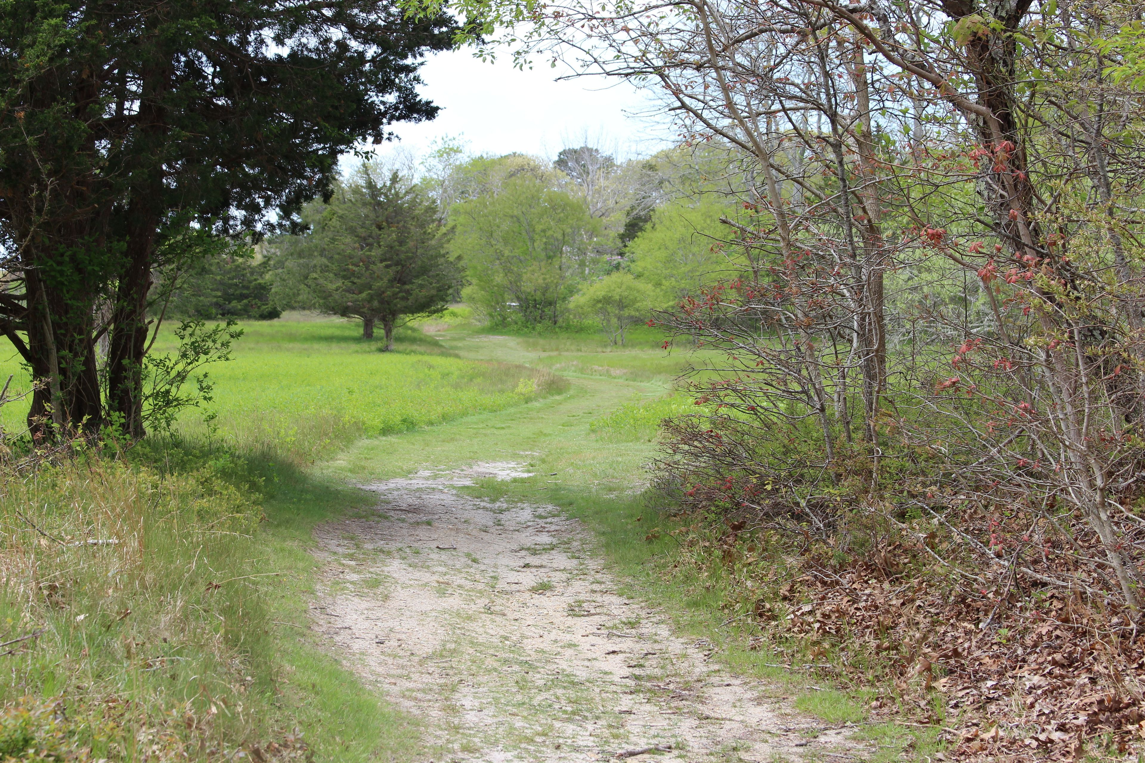 grassy road trail