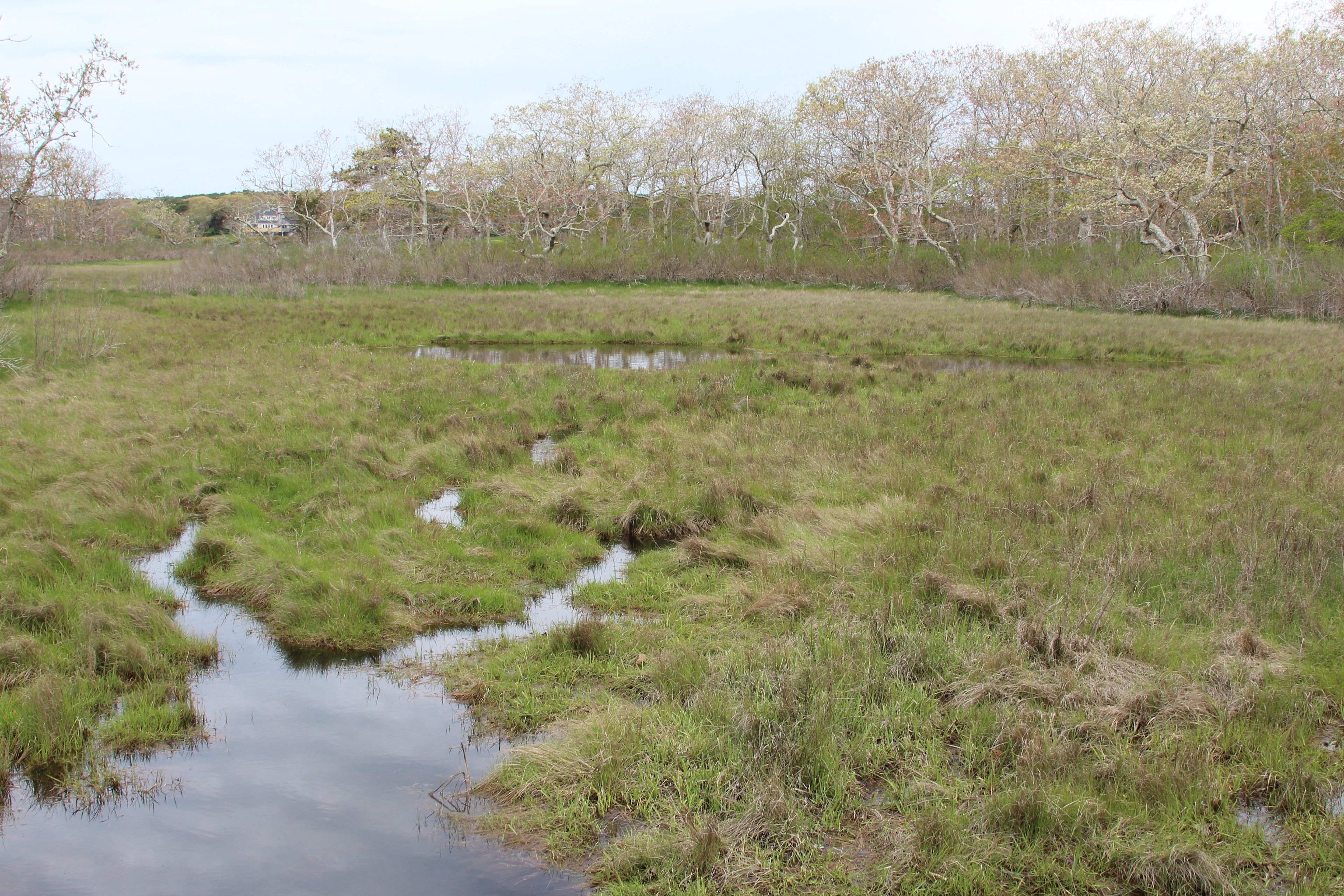 by boardwalk at Turtle Pond