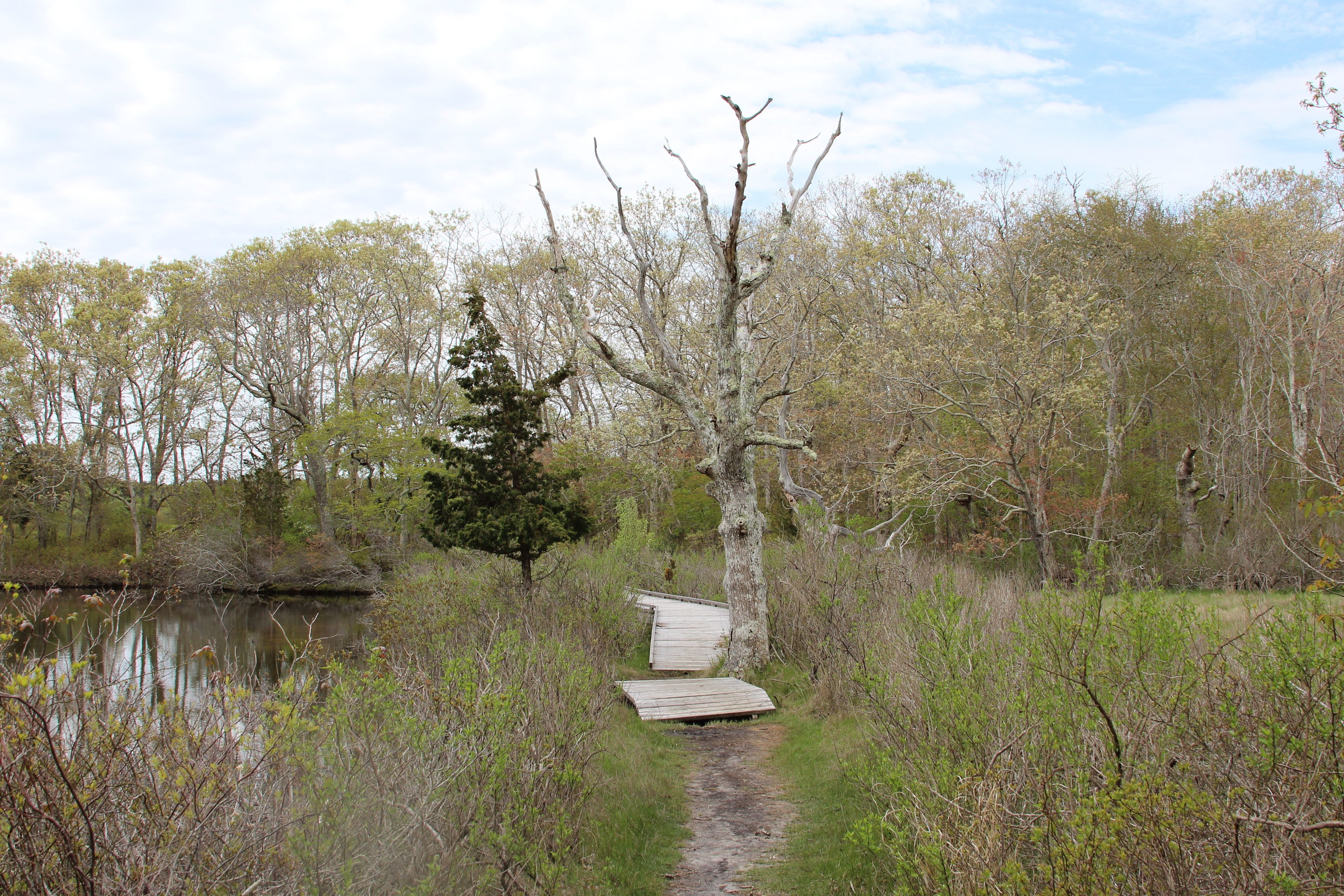 boardwalk at Turtle Pond