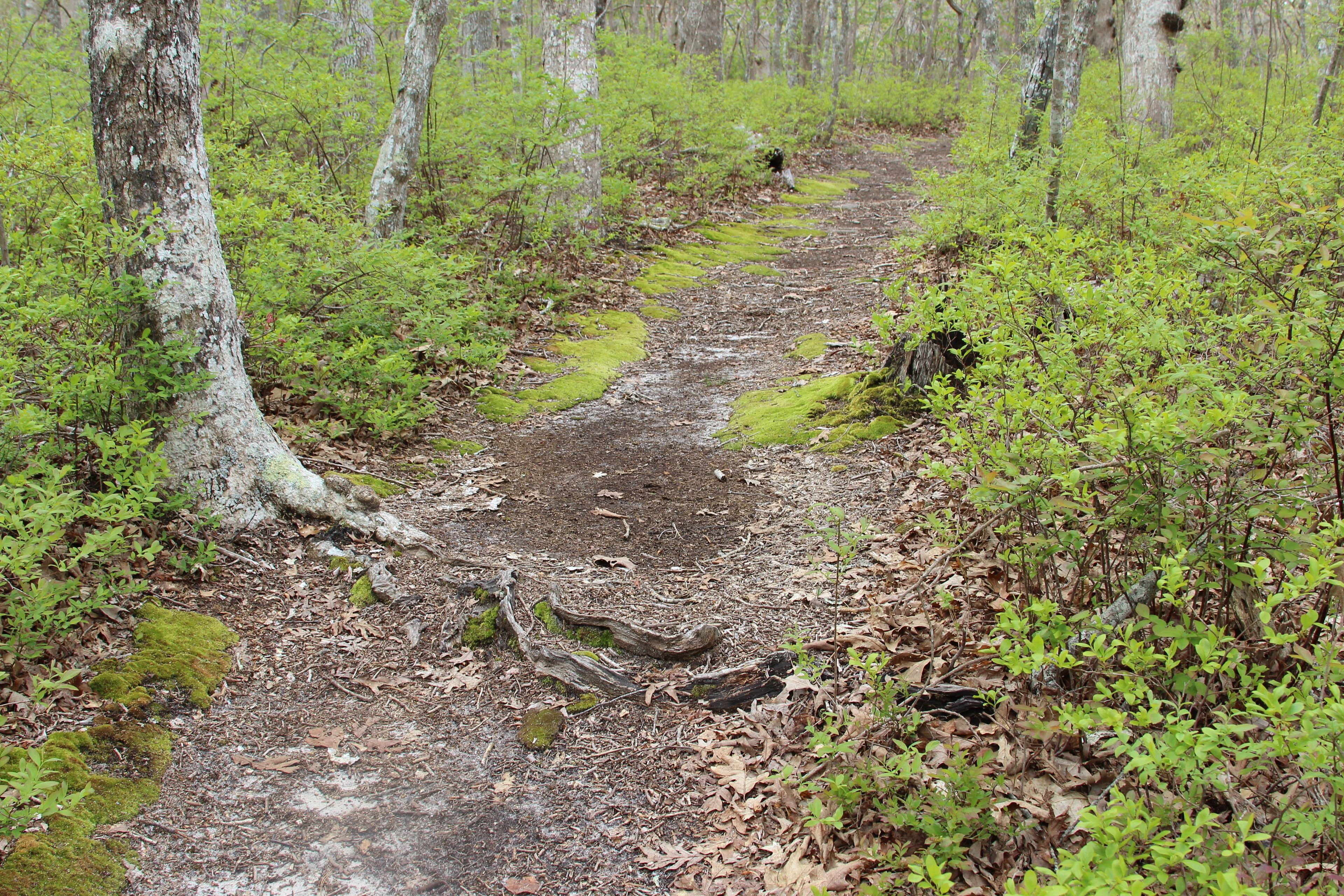 roots along trail