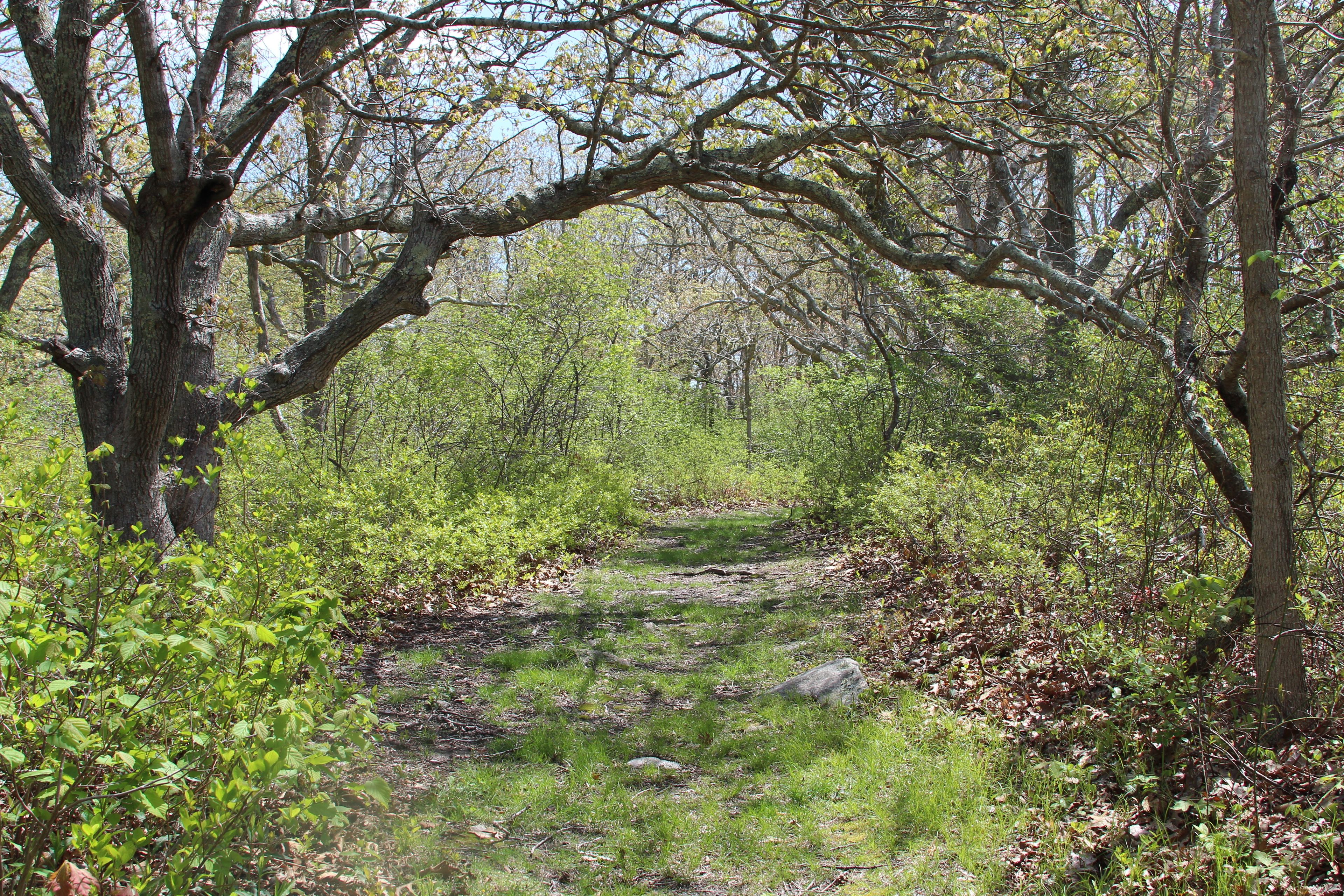 grassy trail