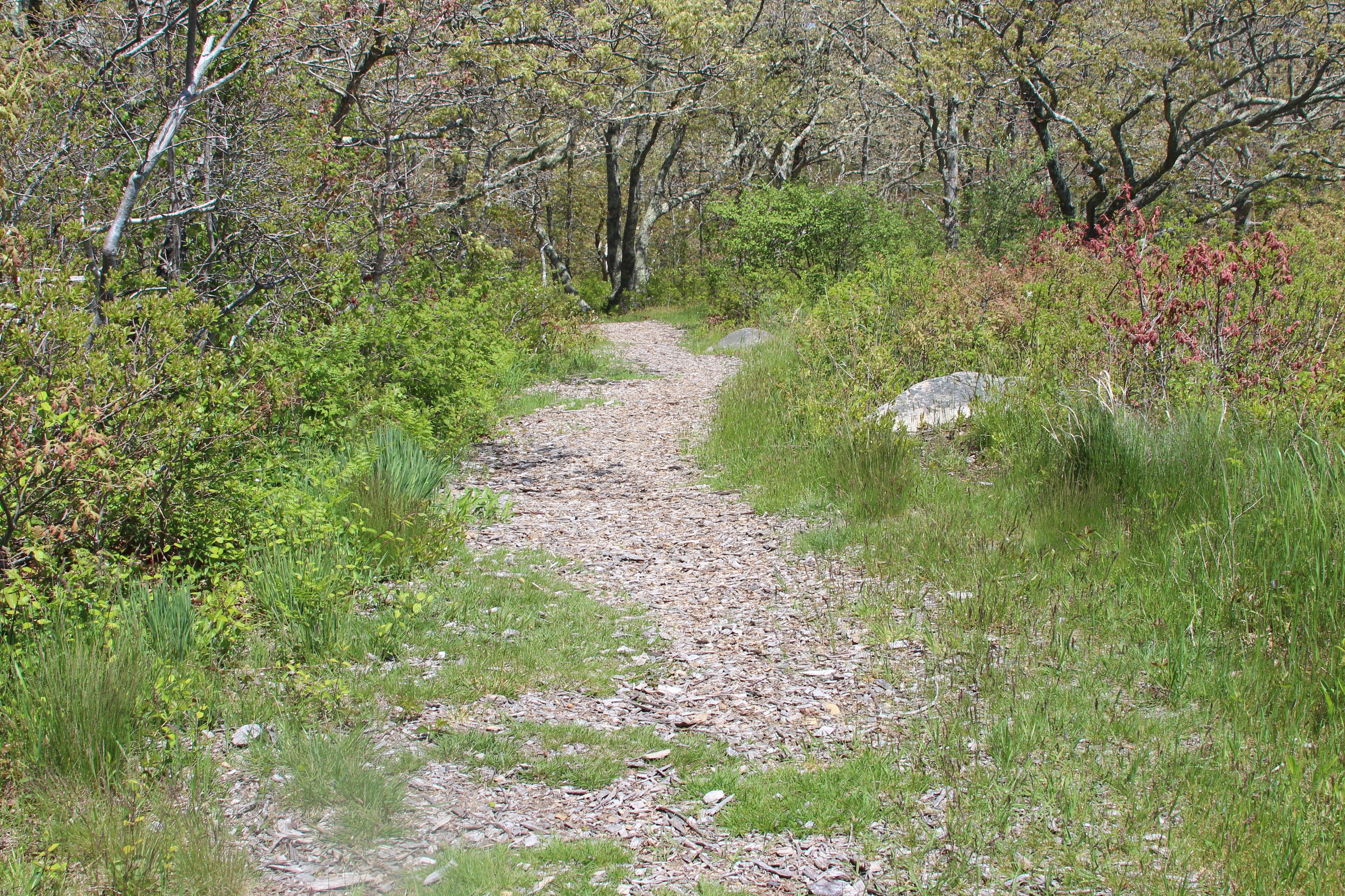 path from Old Radar Site going north