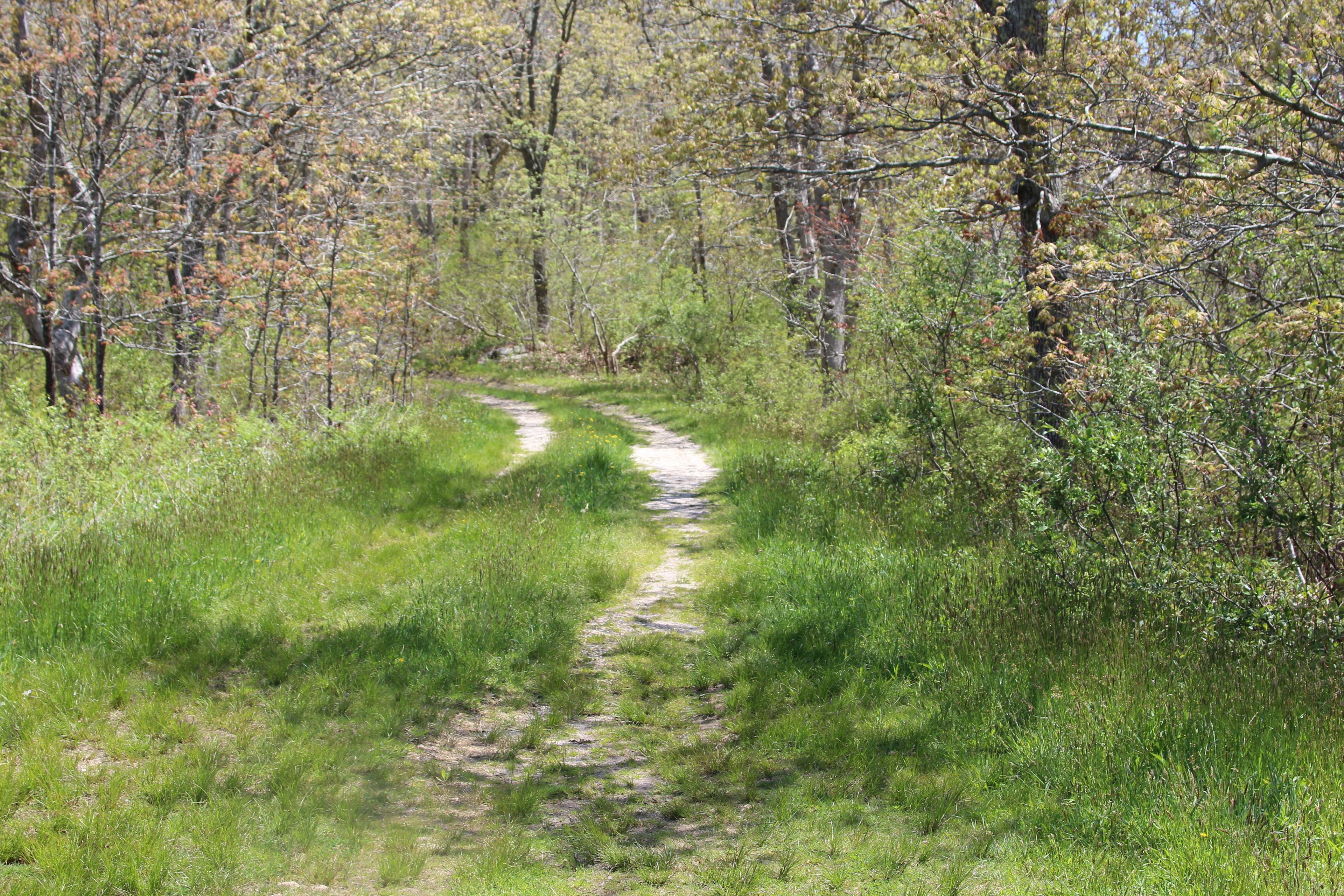 grassy trail