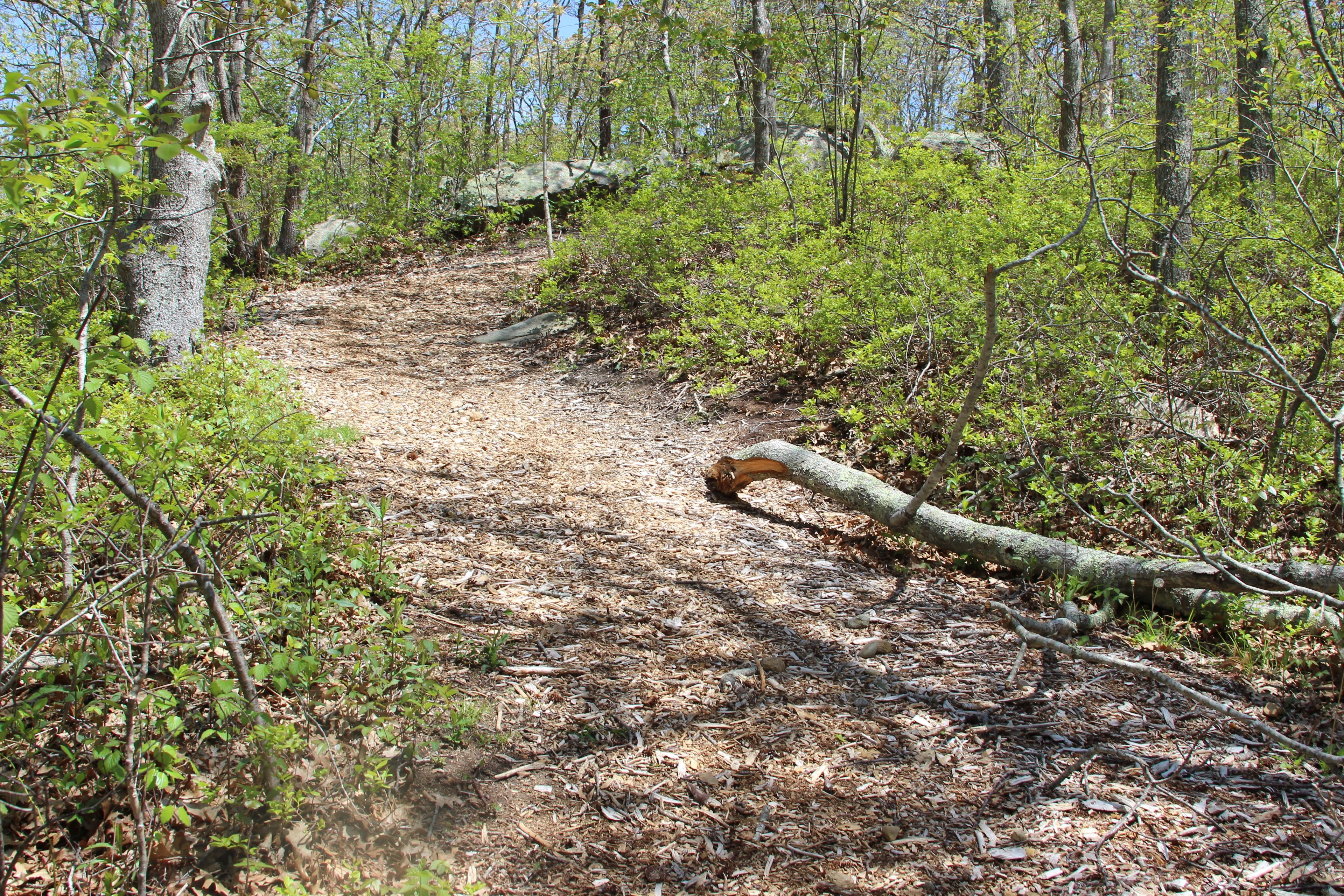 wood chip trail