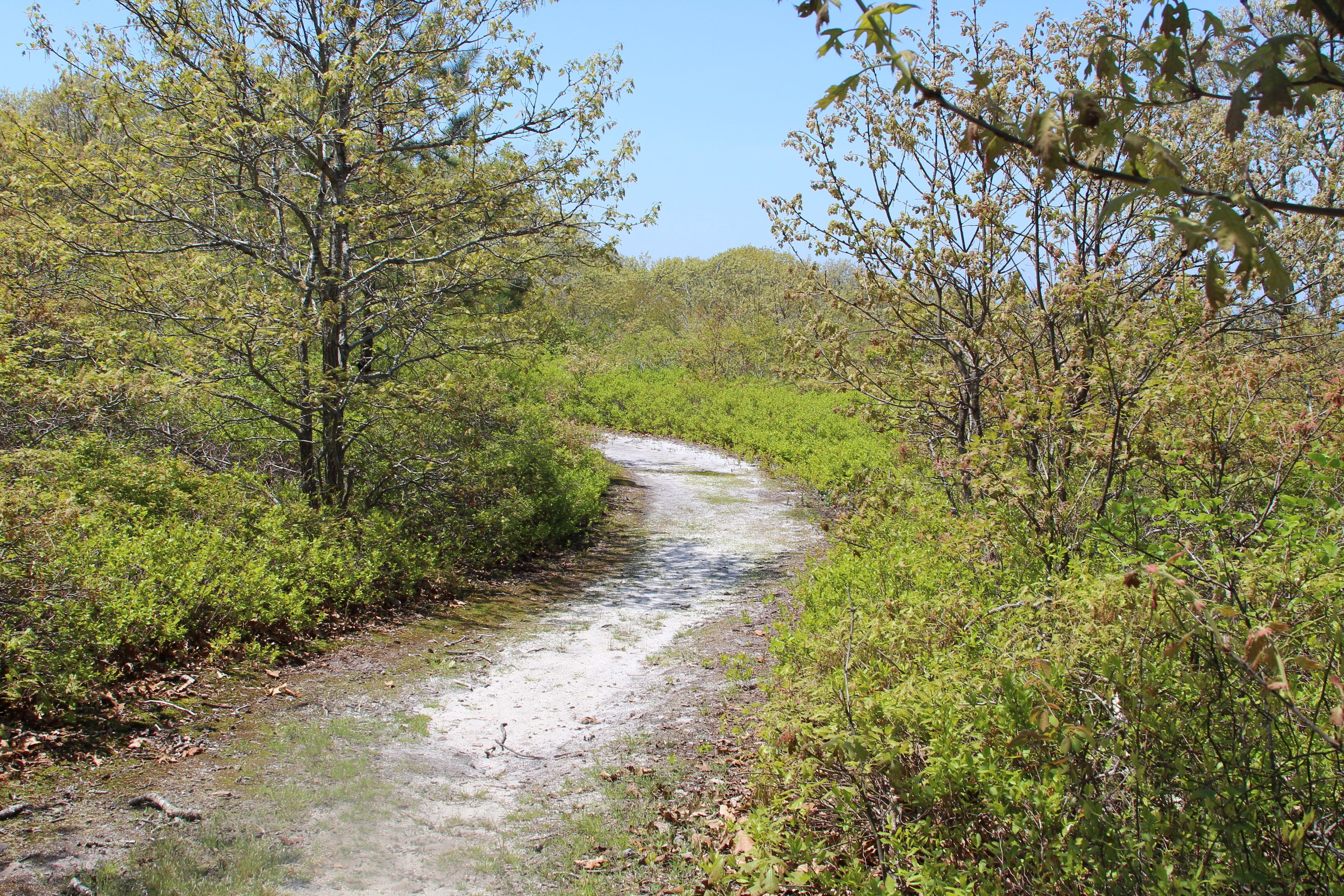 sandy trail