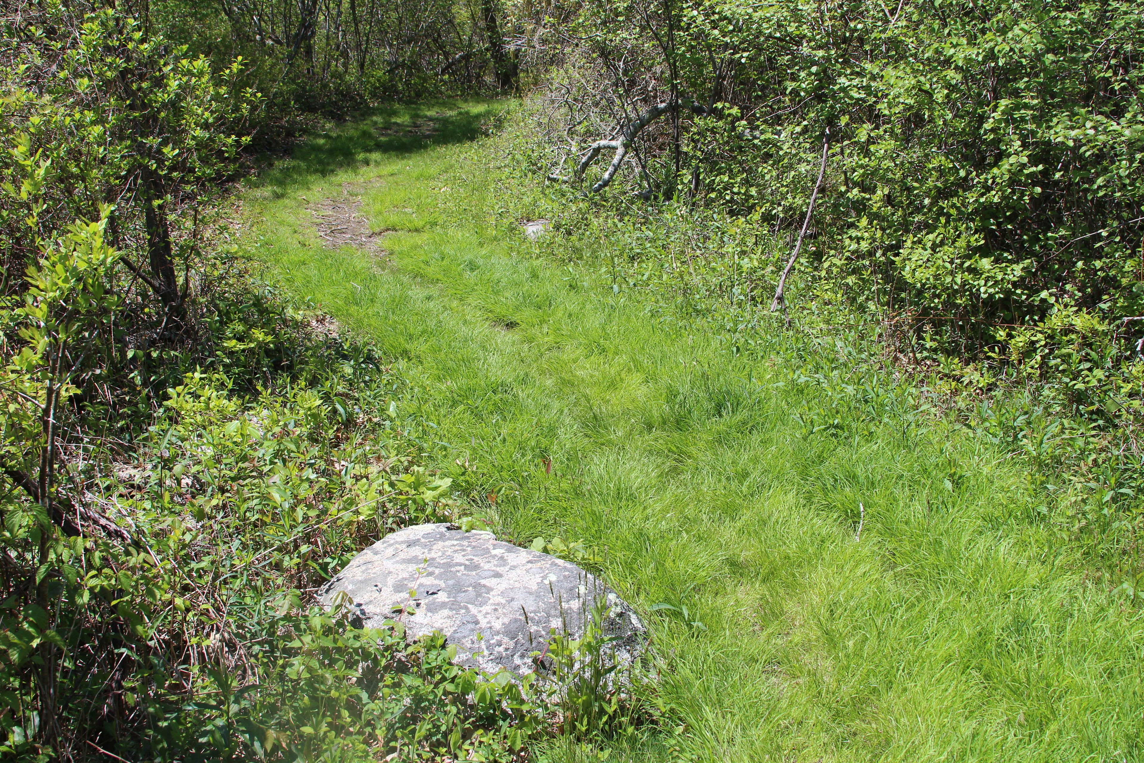 grassy trail