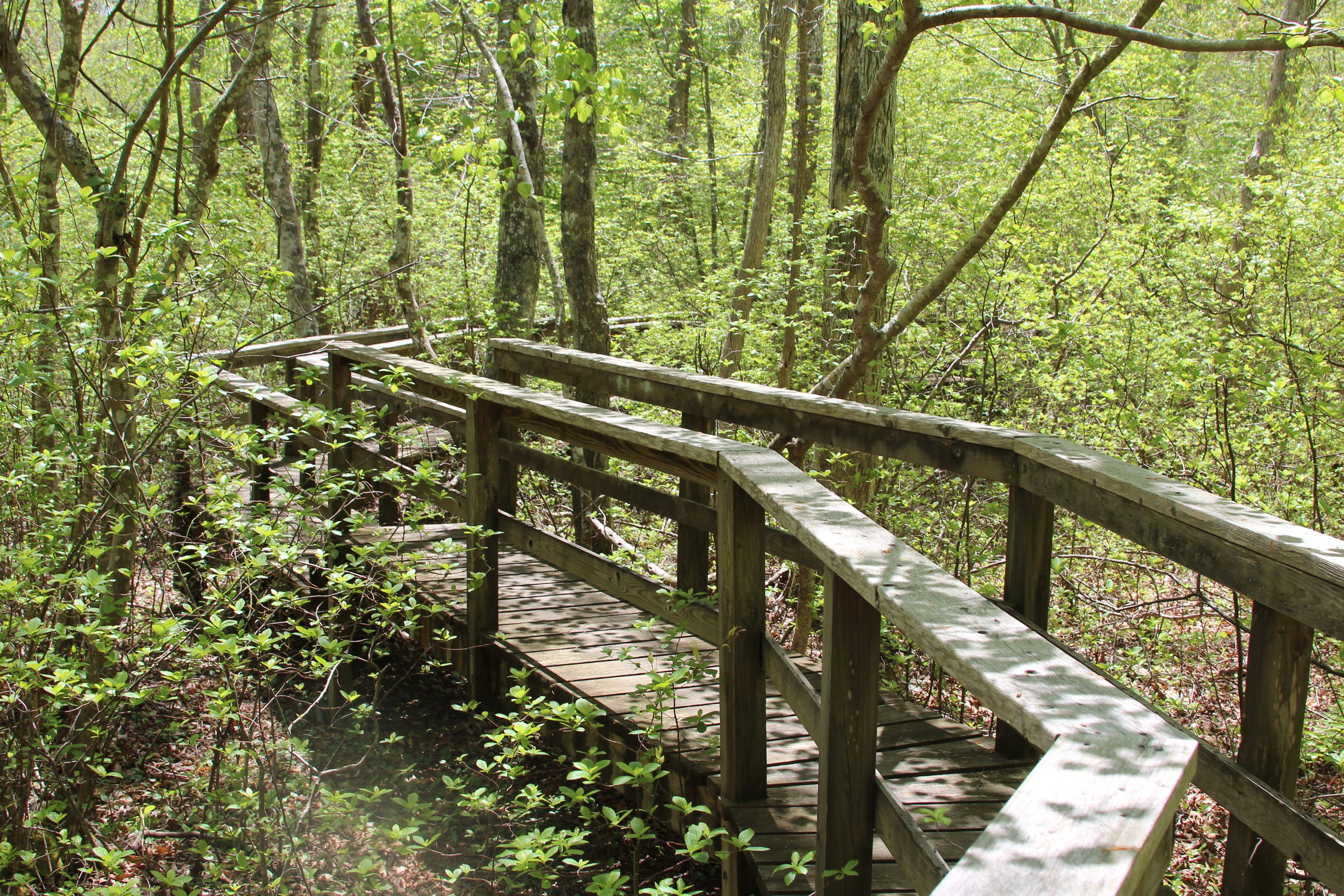 boardwalk