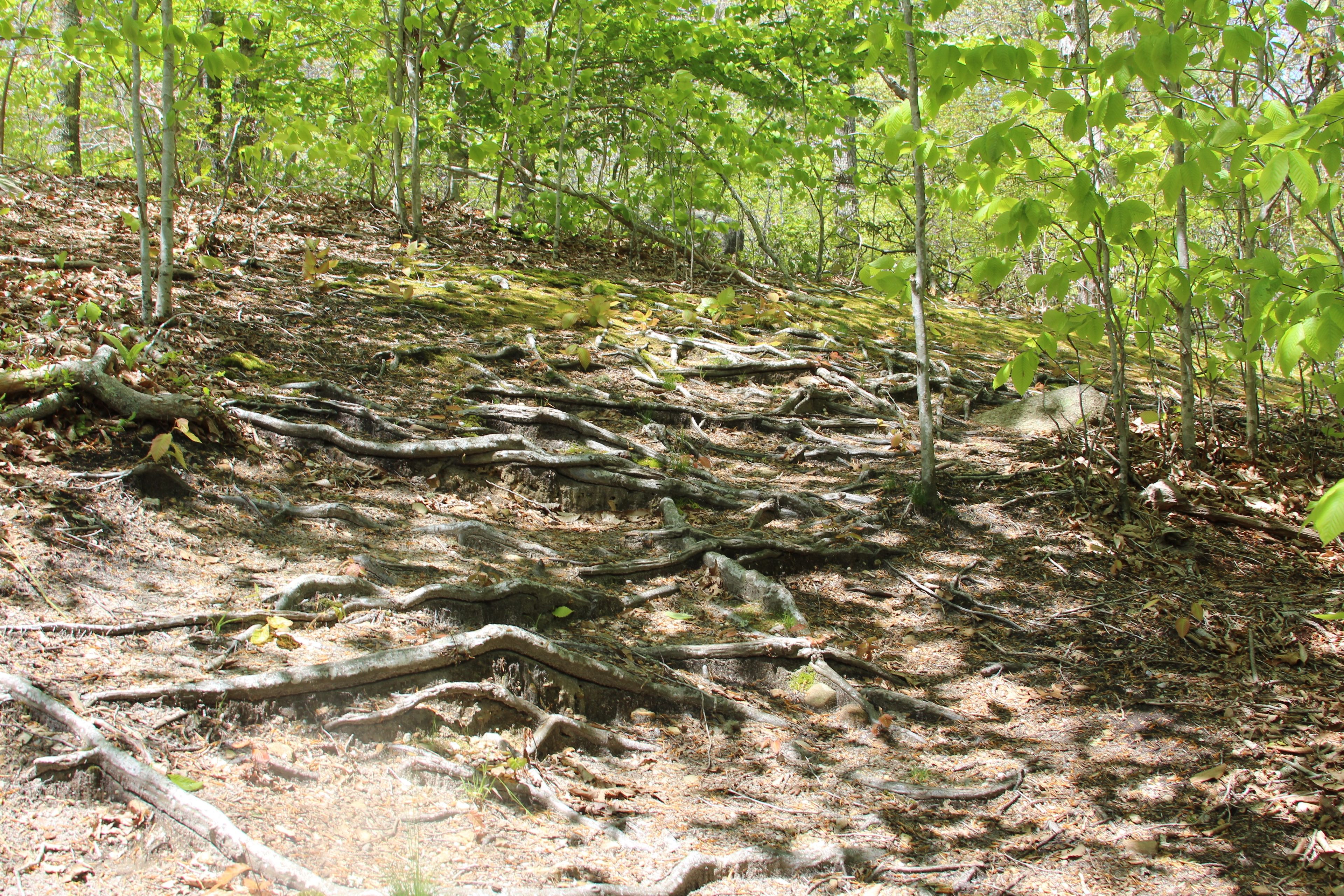 roots along trail