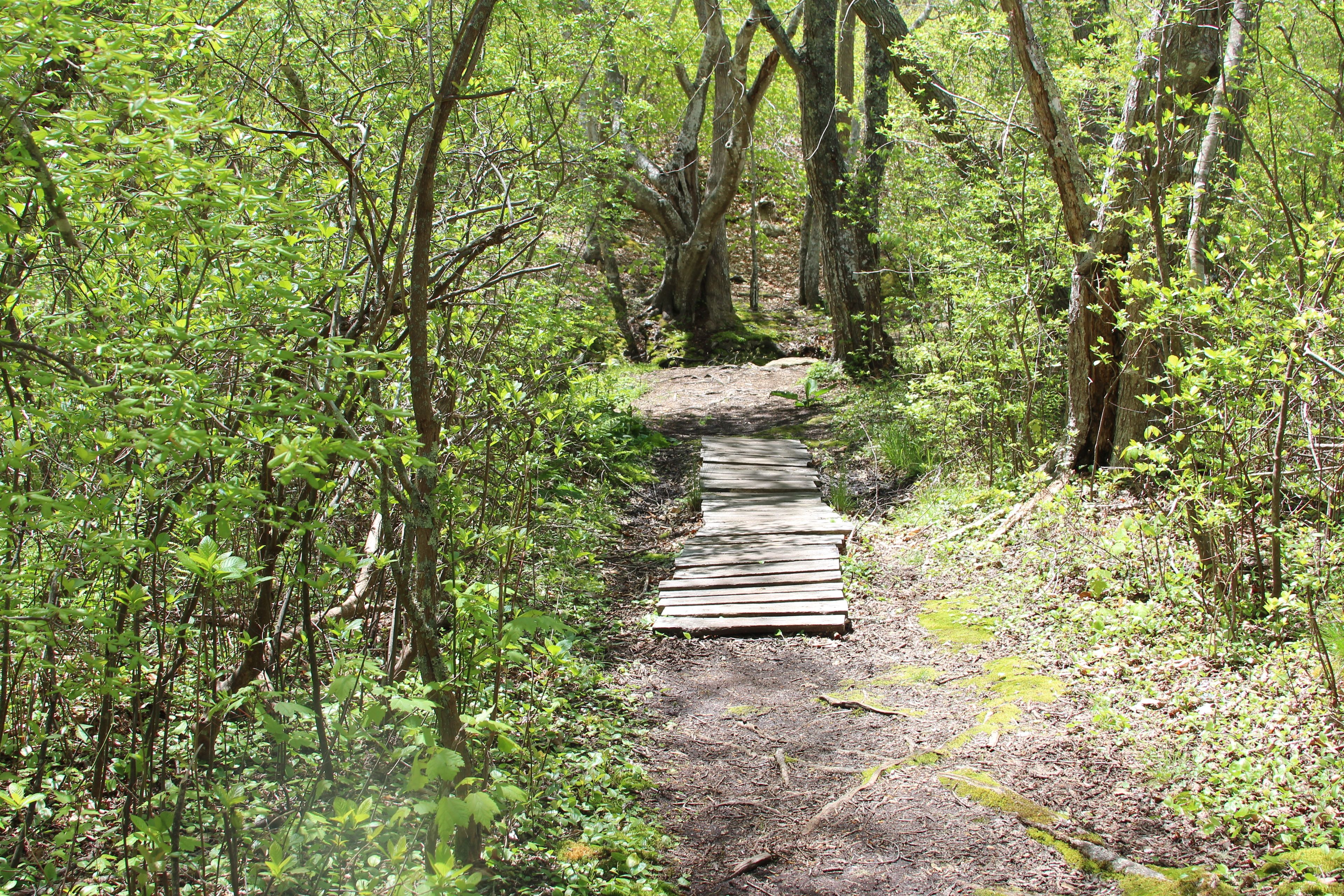 path in to old dam