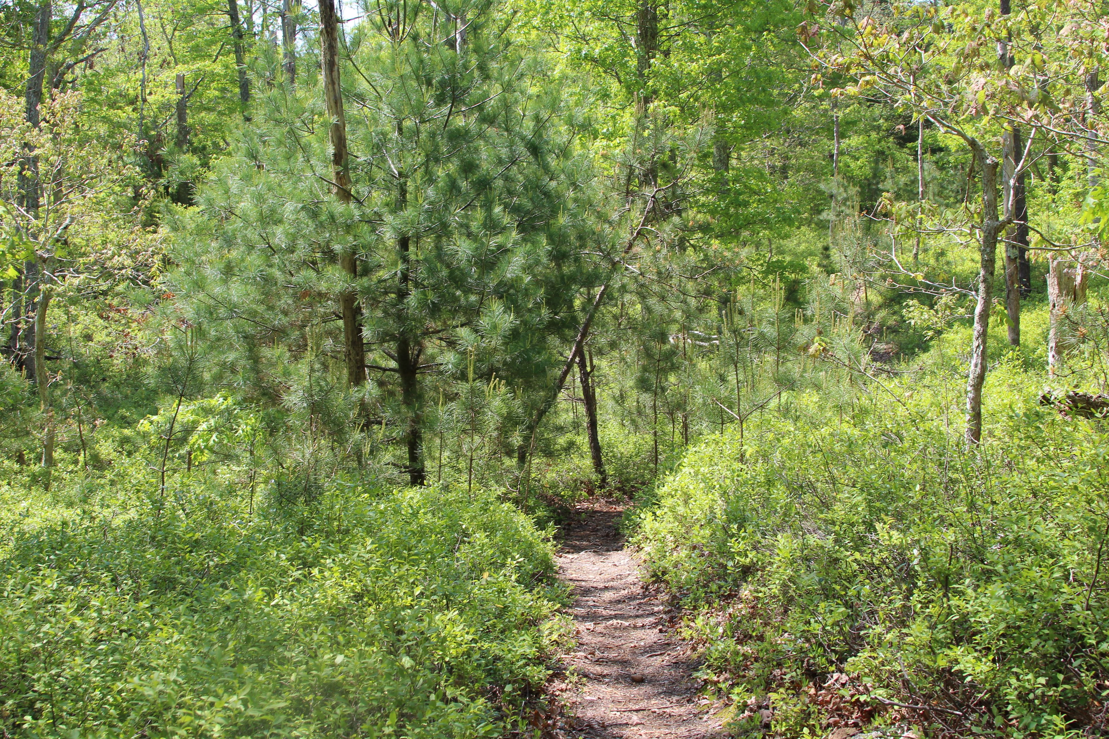 woods trail