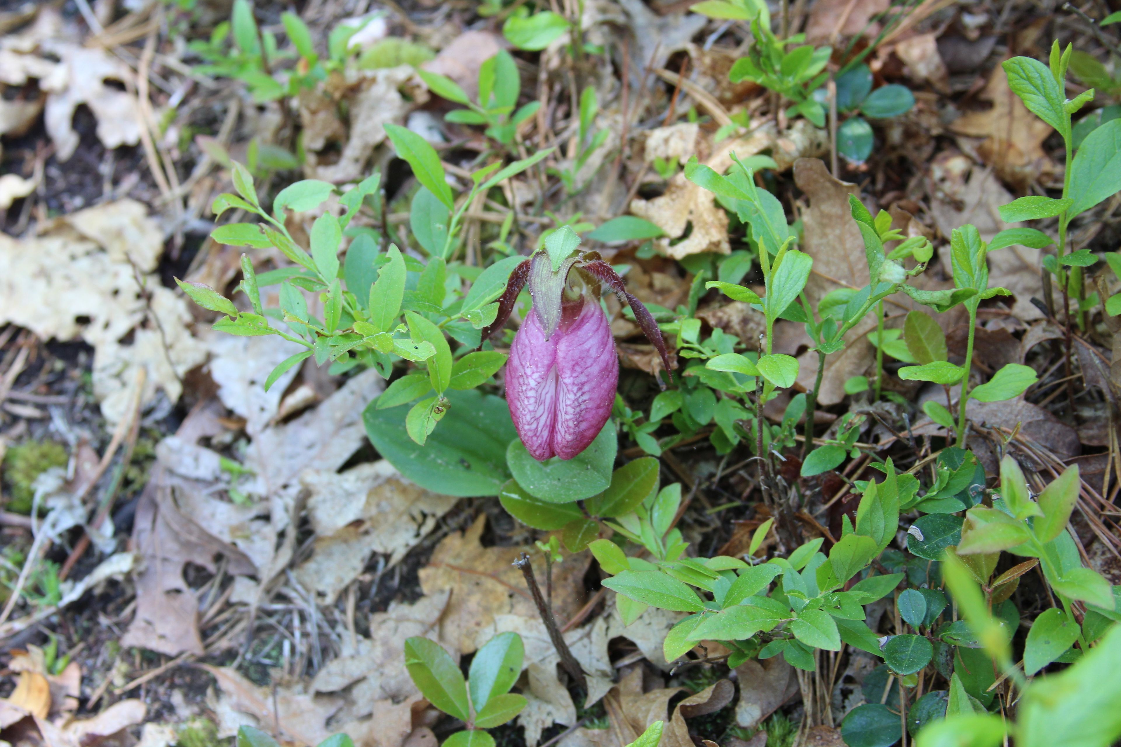 lady slipper