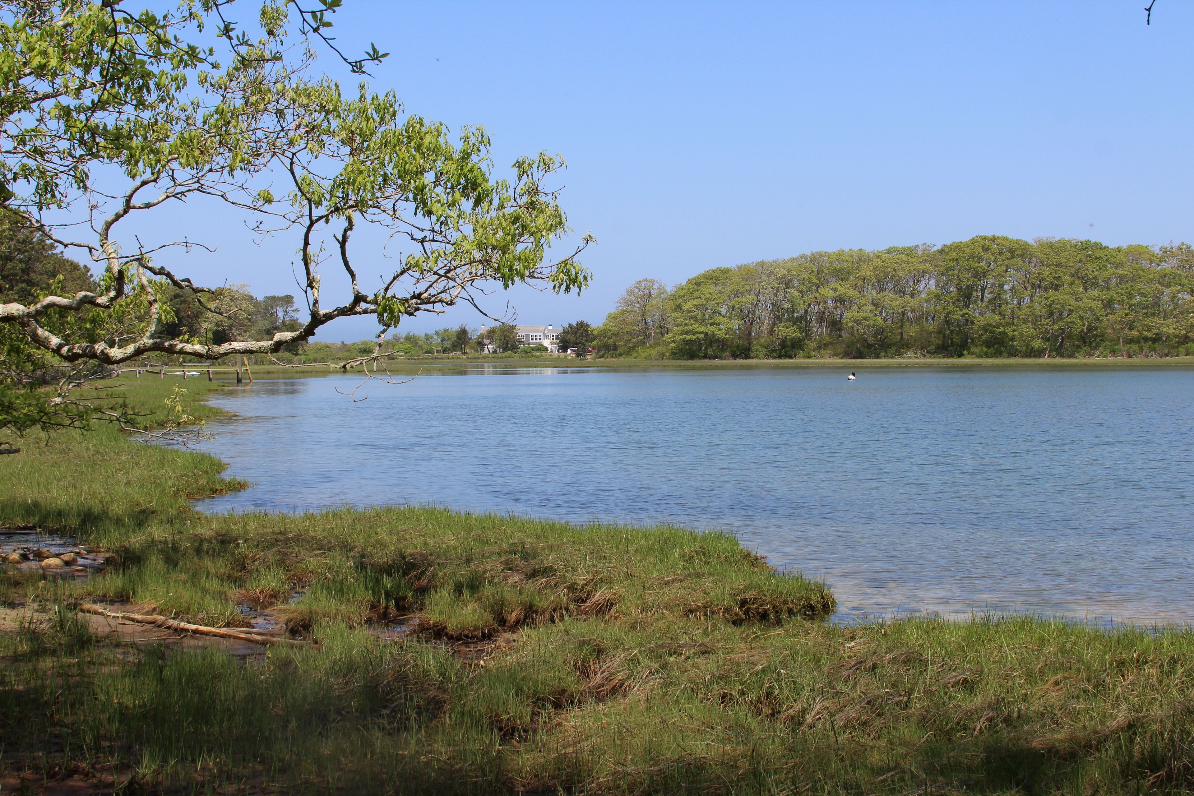 Aunt Rhoda's Pond