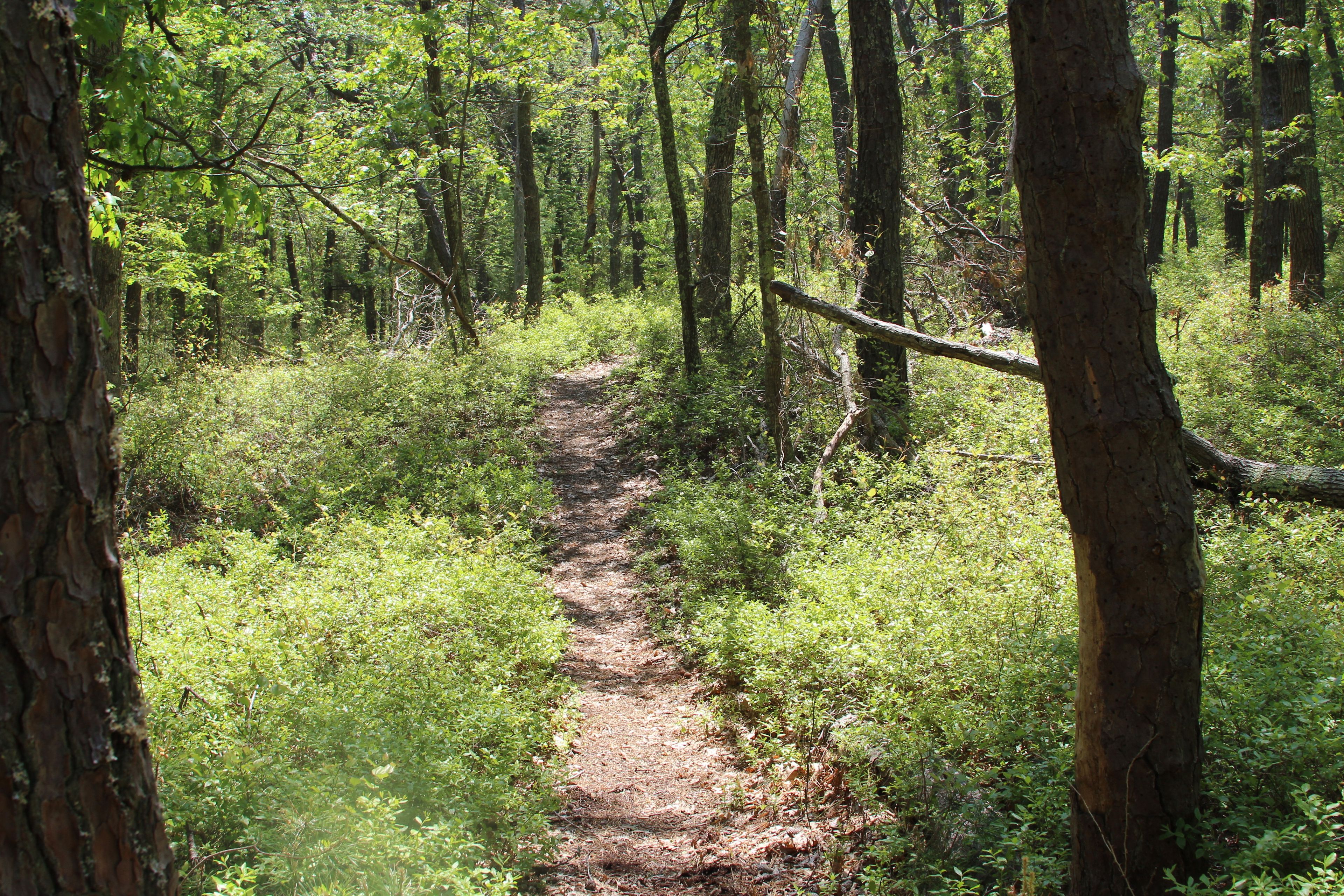 woods trail