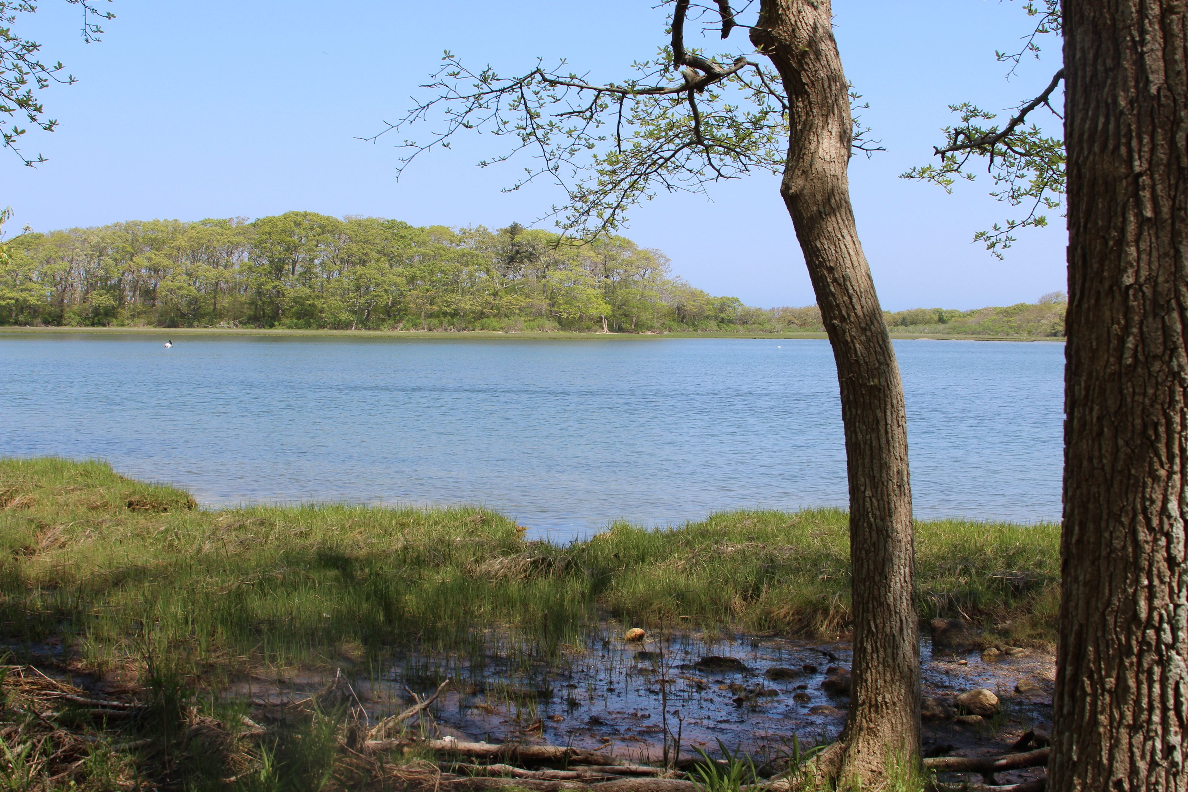 Aunt Rhoda's Pond