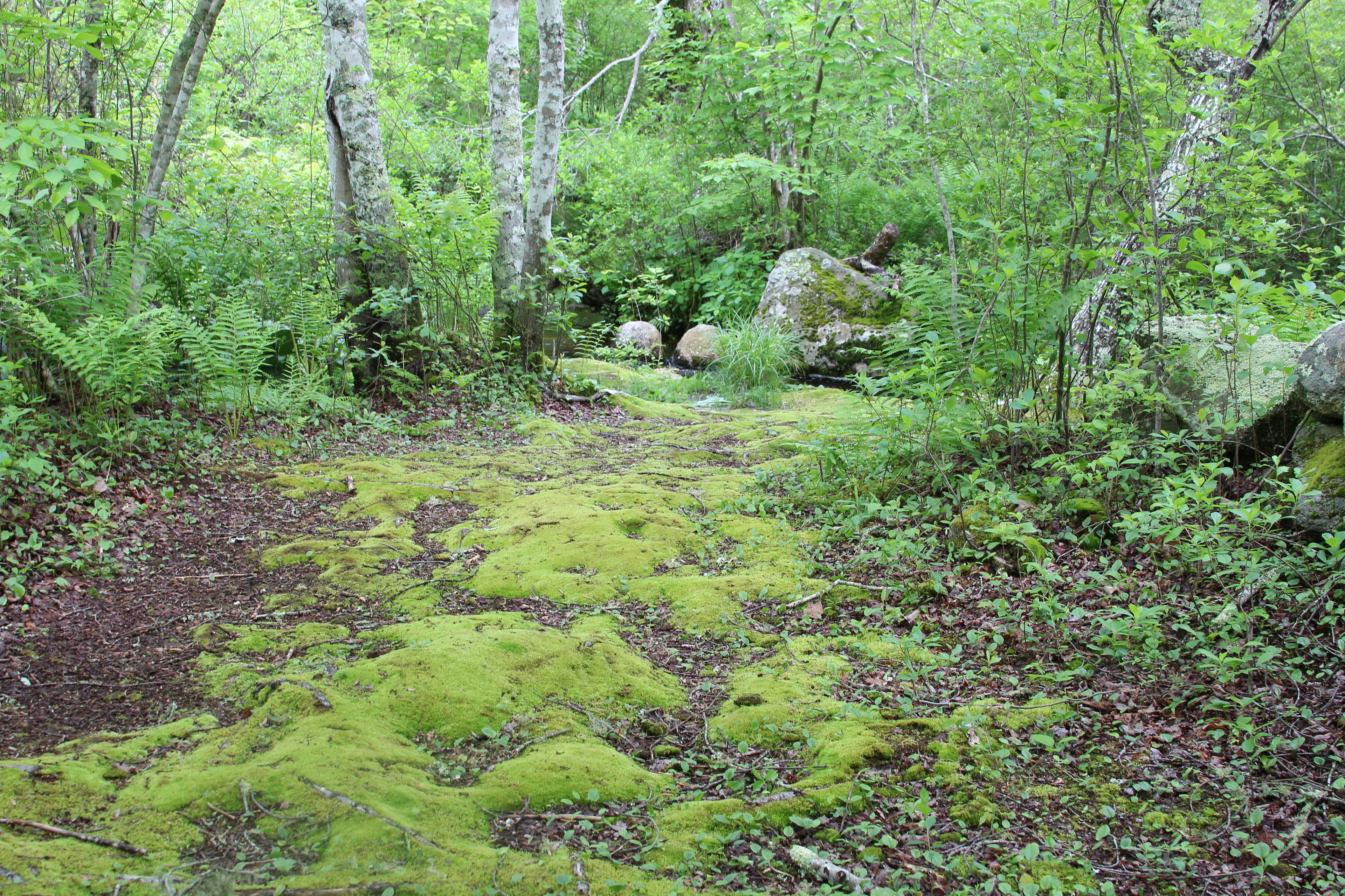 mossy parts