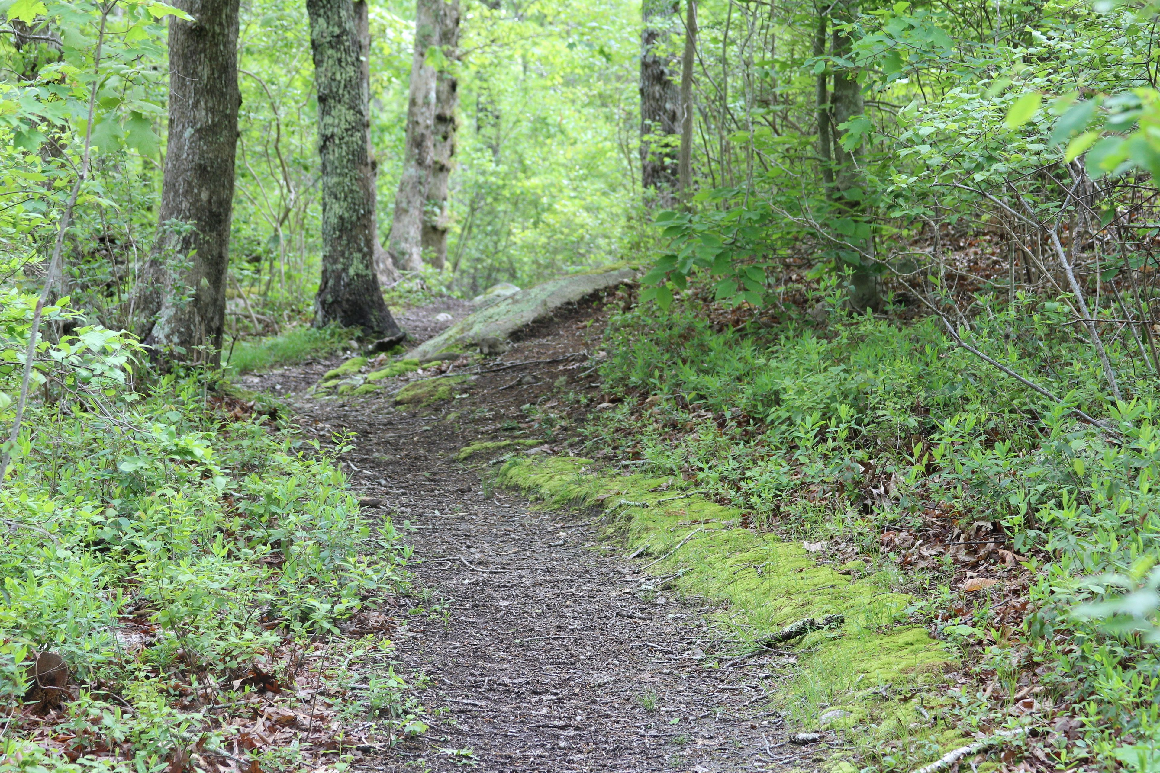 some rocks on trail