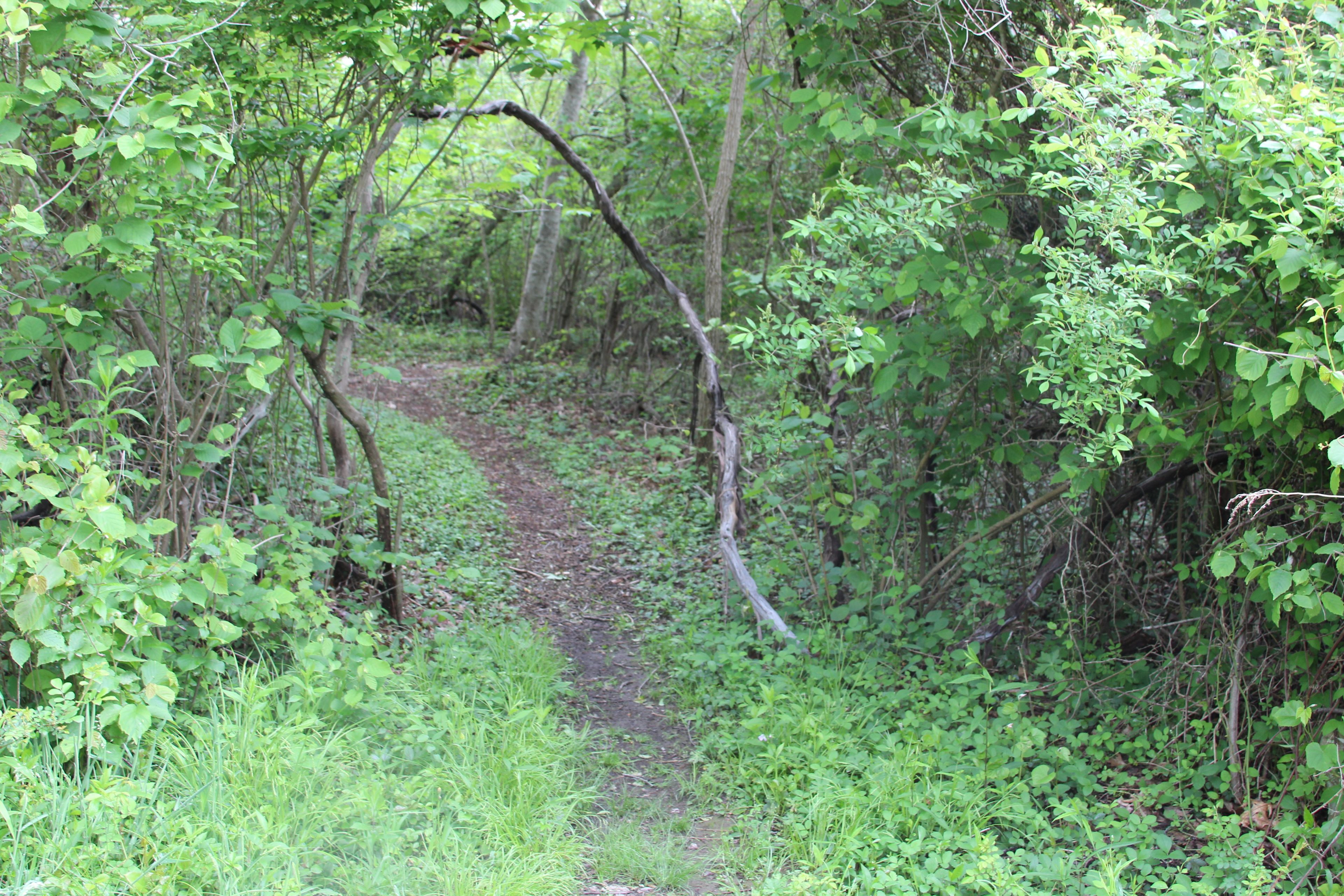 woods trail