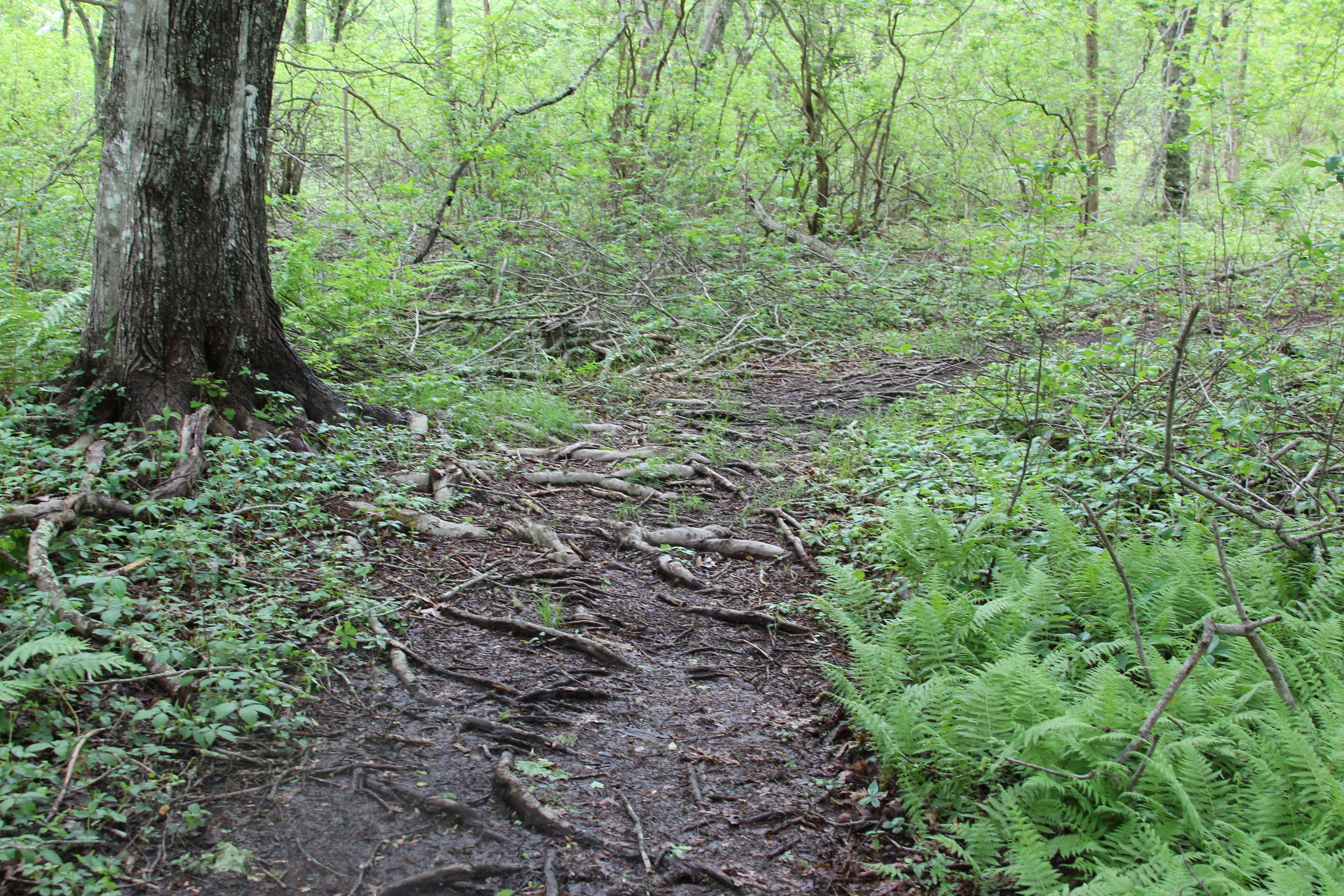 lots of roots