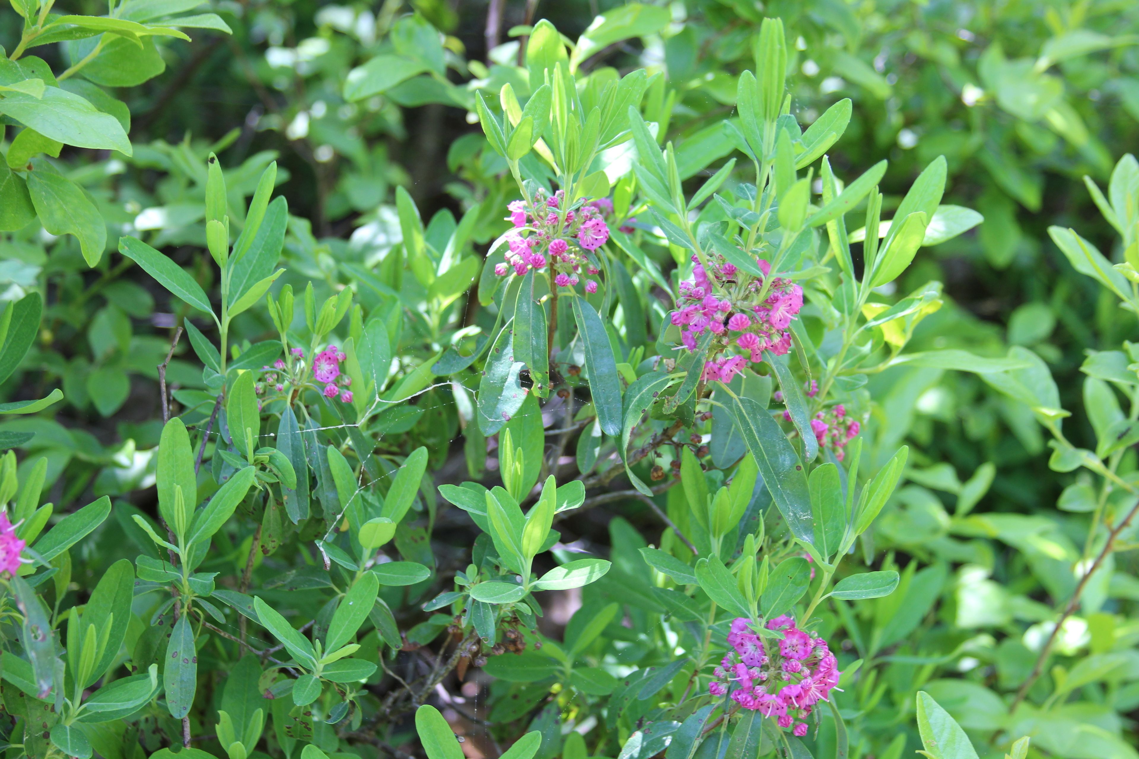 Sheep Laurel