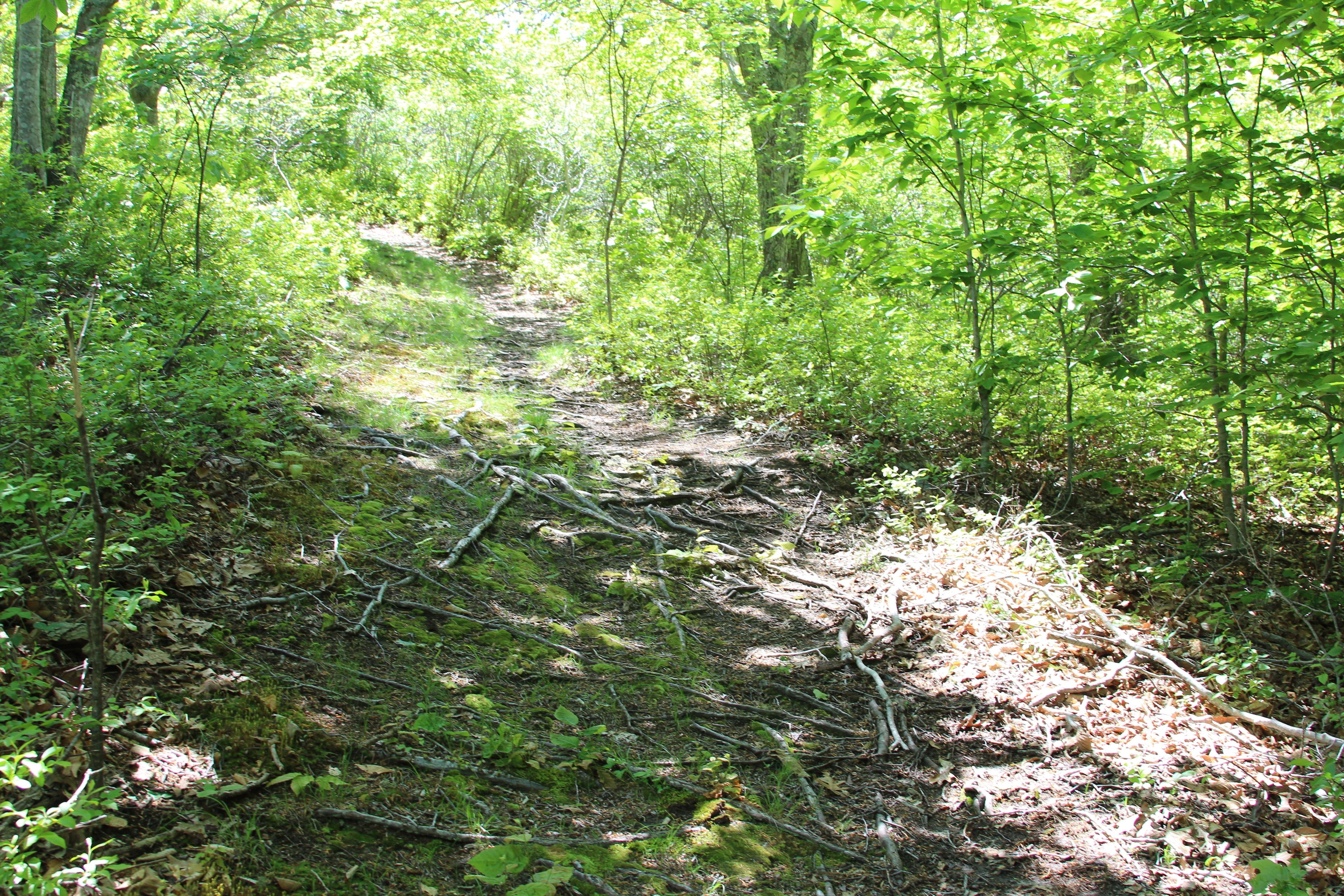 roots along trail