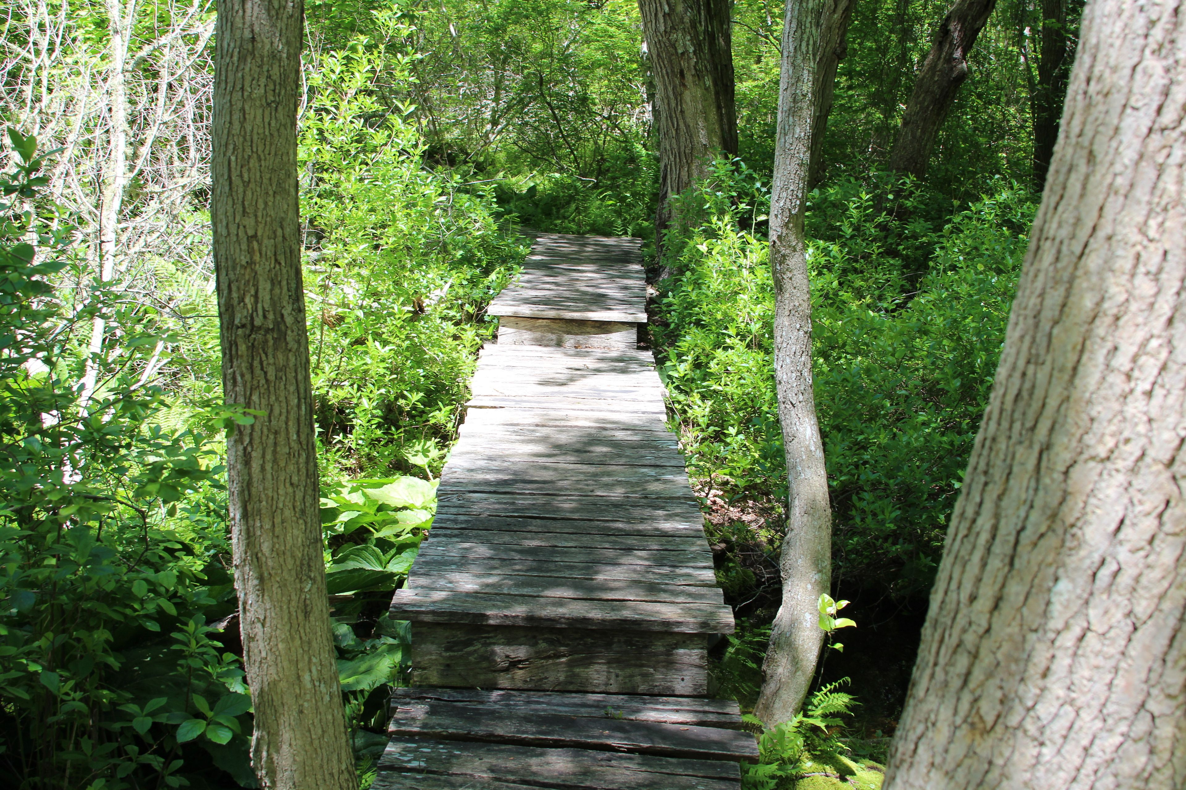 boardwalk over brook