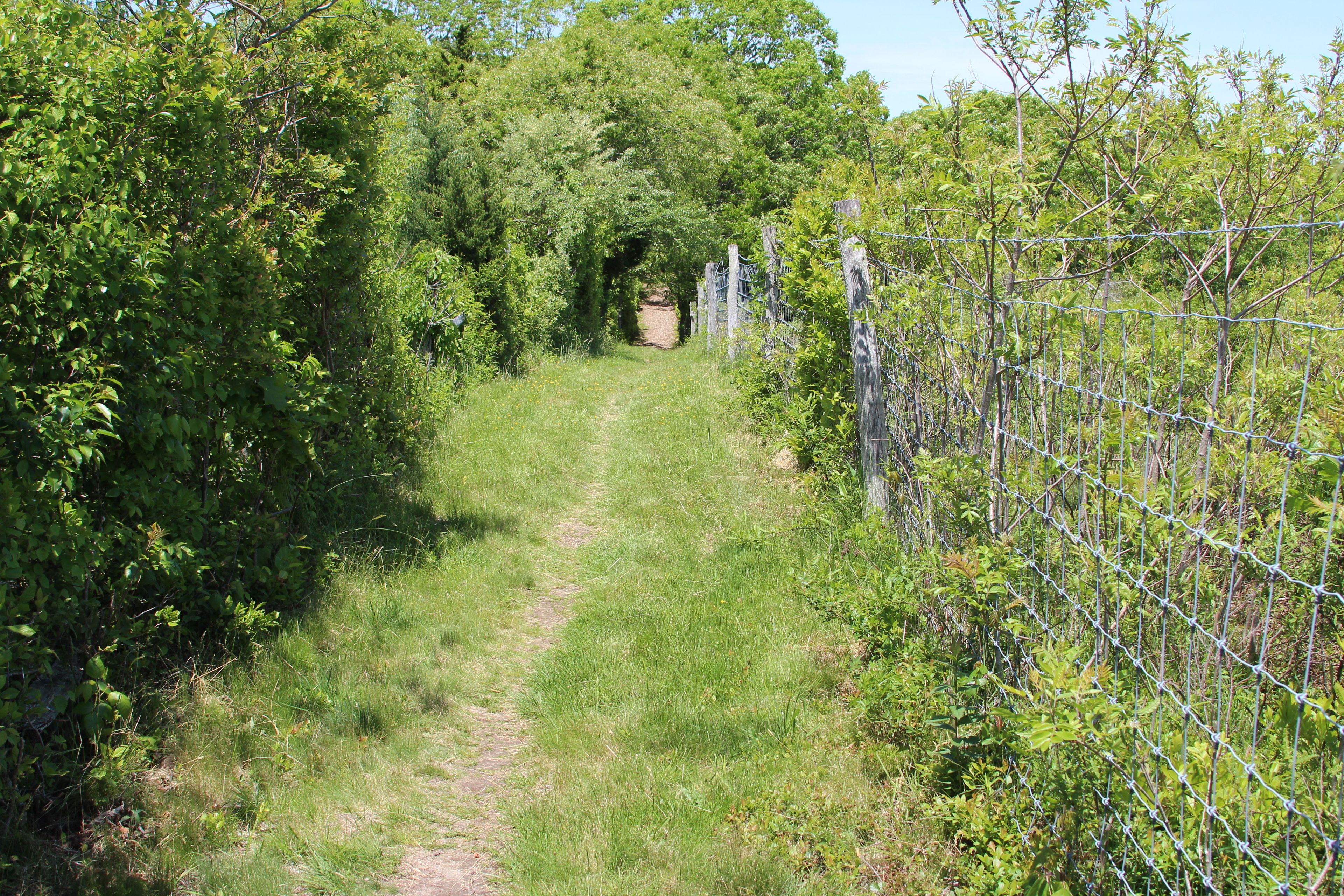 wider grassy path, near intersection with Orange trail