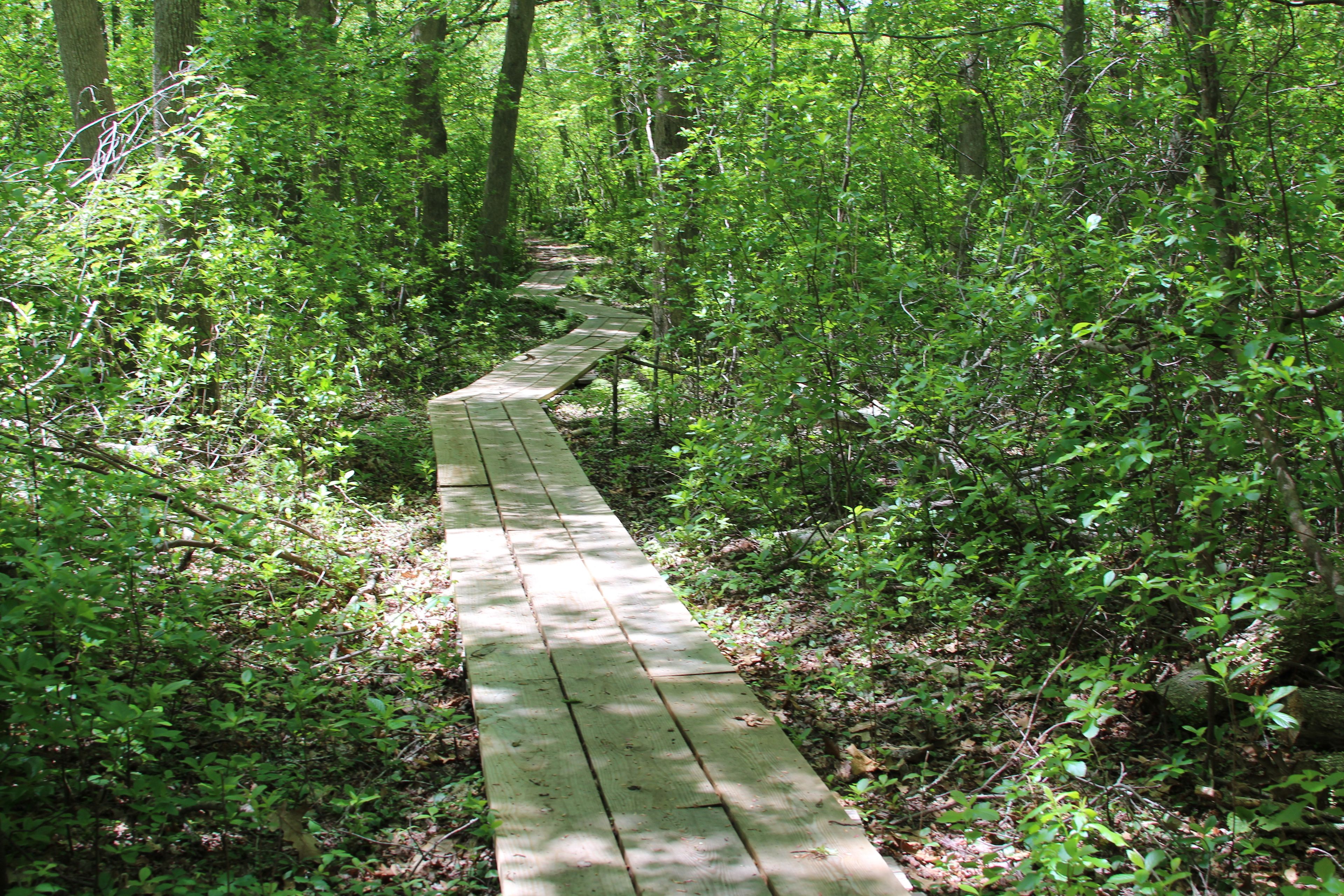 boardwalk over wetlands and brook