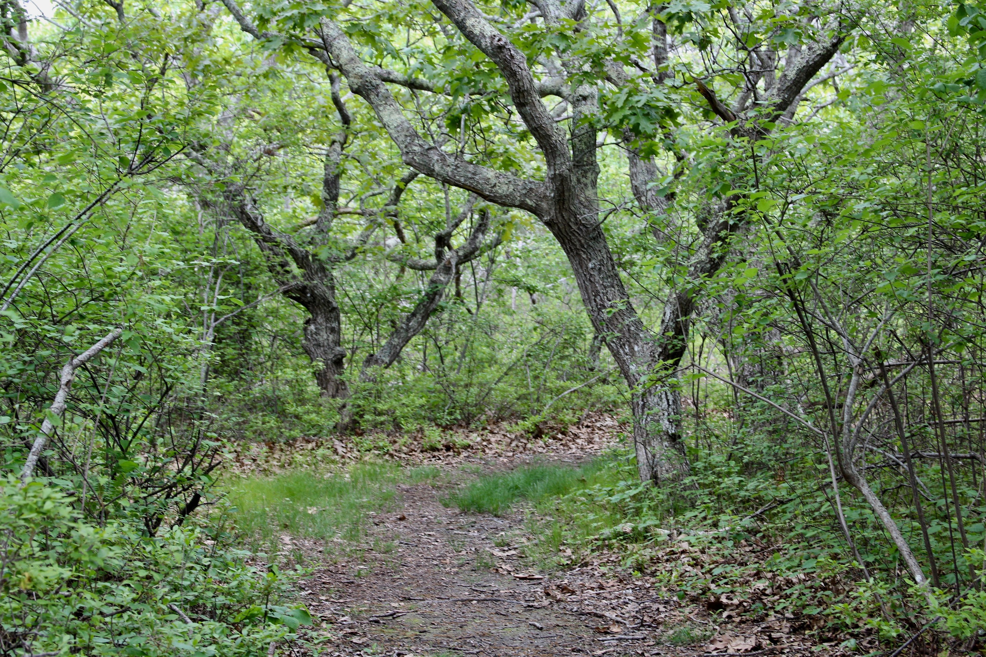 woods trail