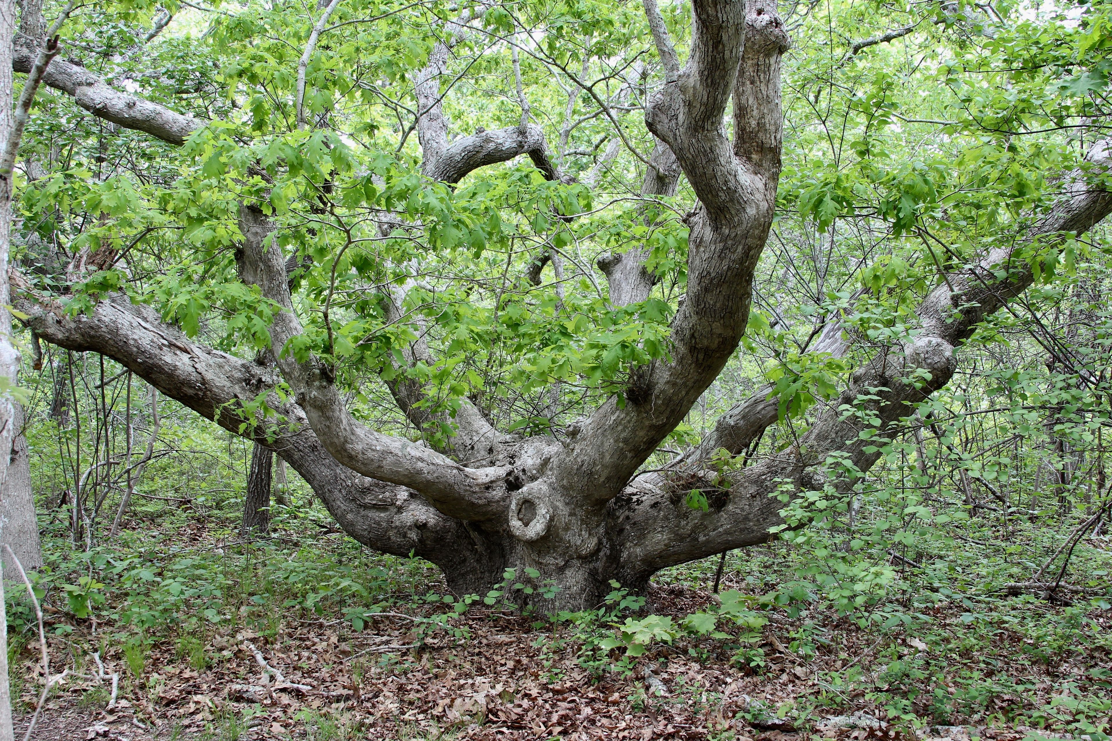 scrub oak