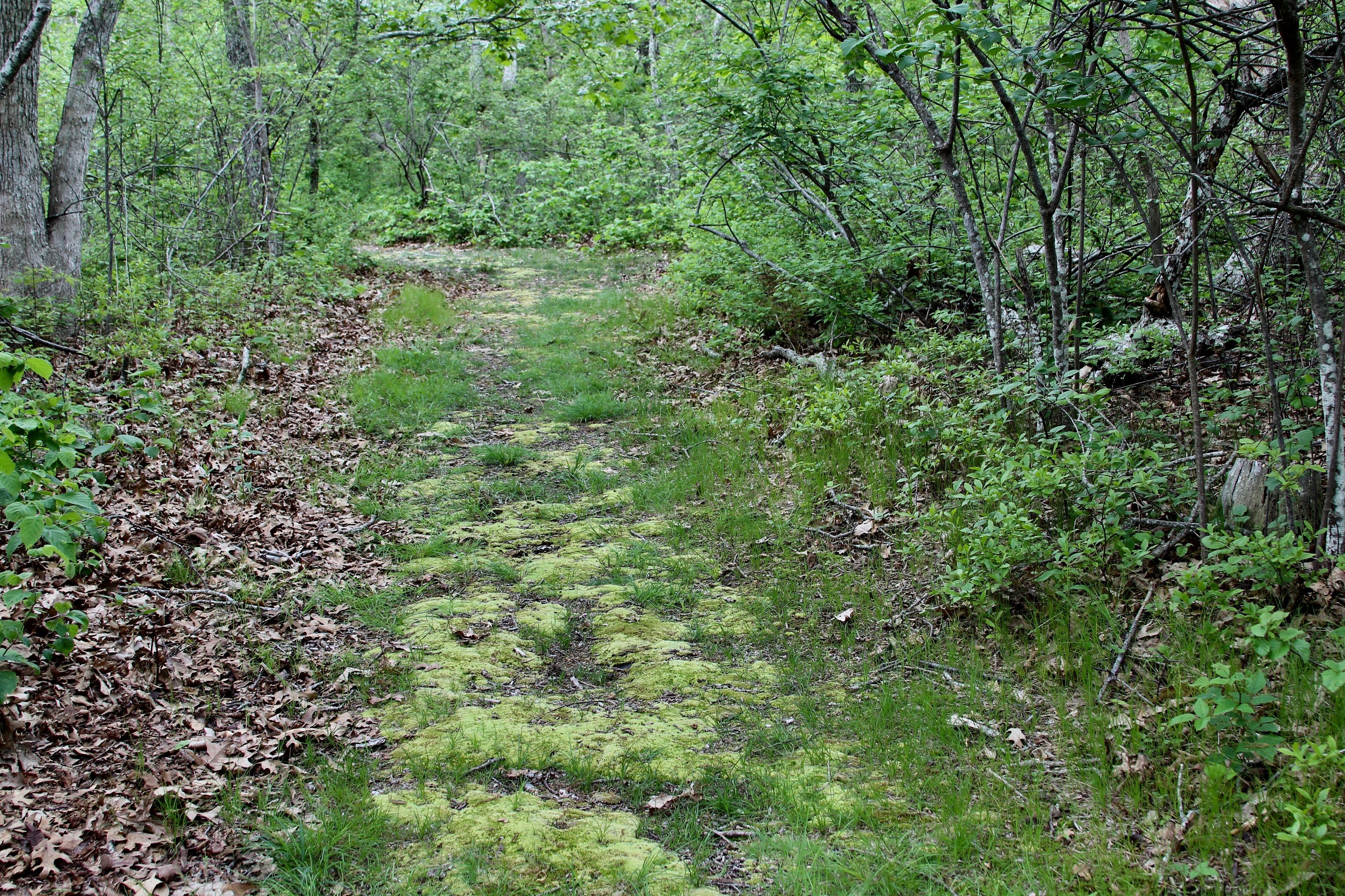 mossy trail