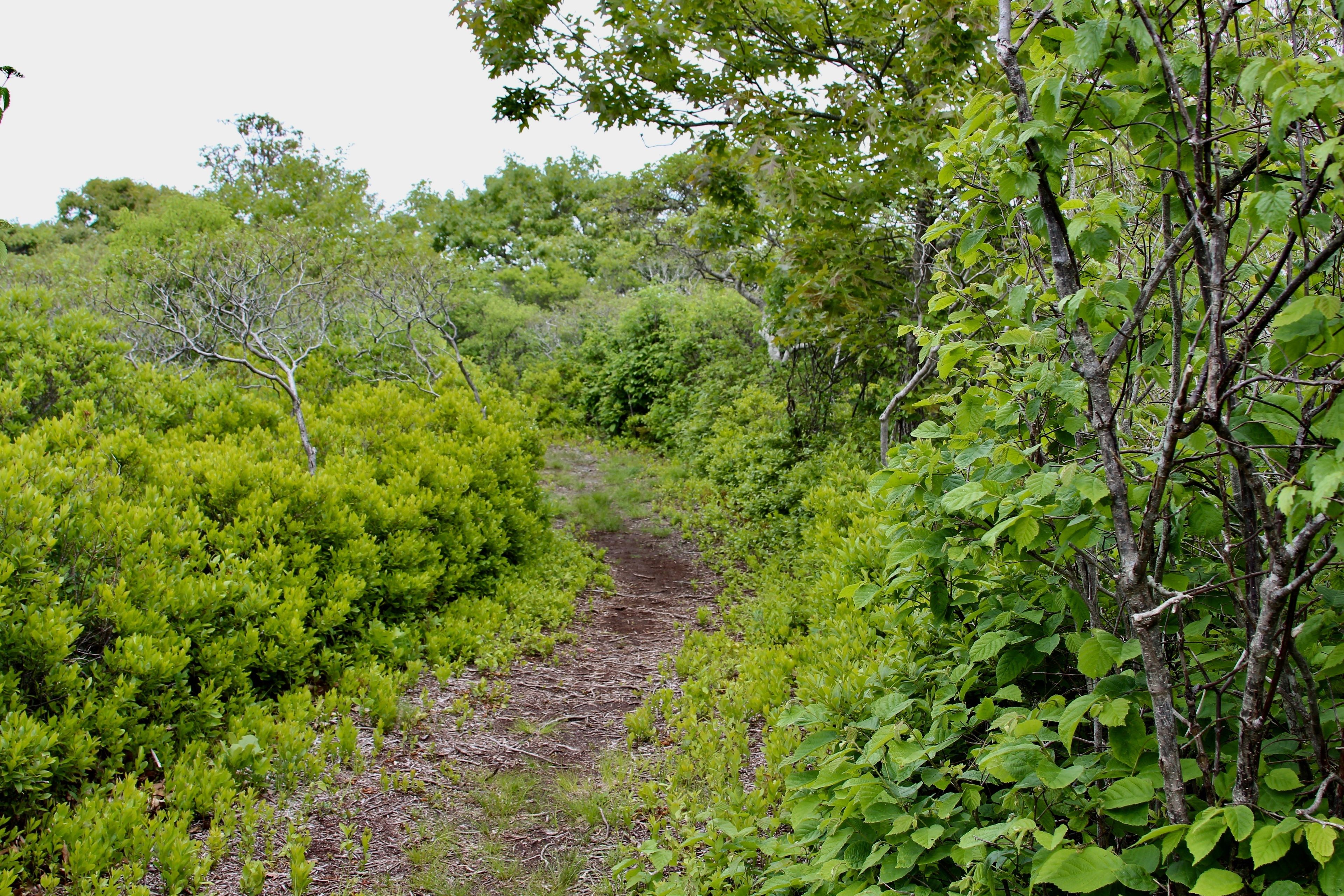 brush cut trail