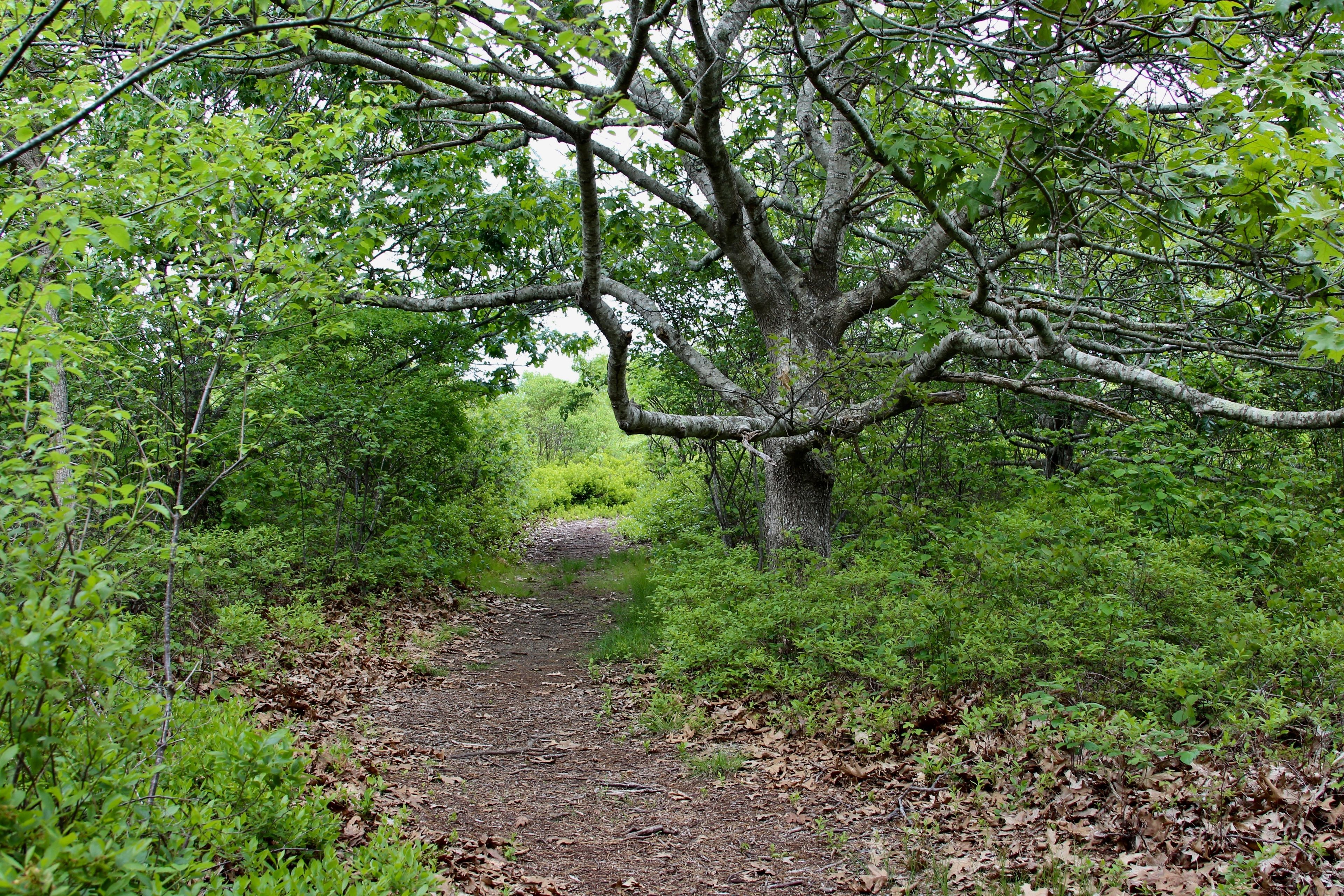 woods path