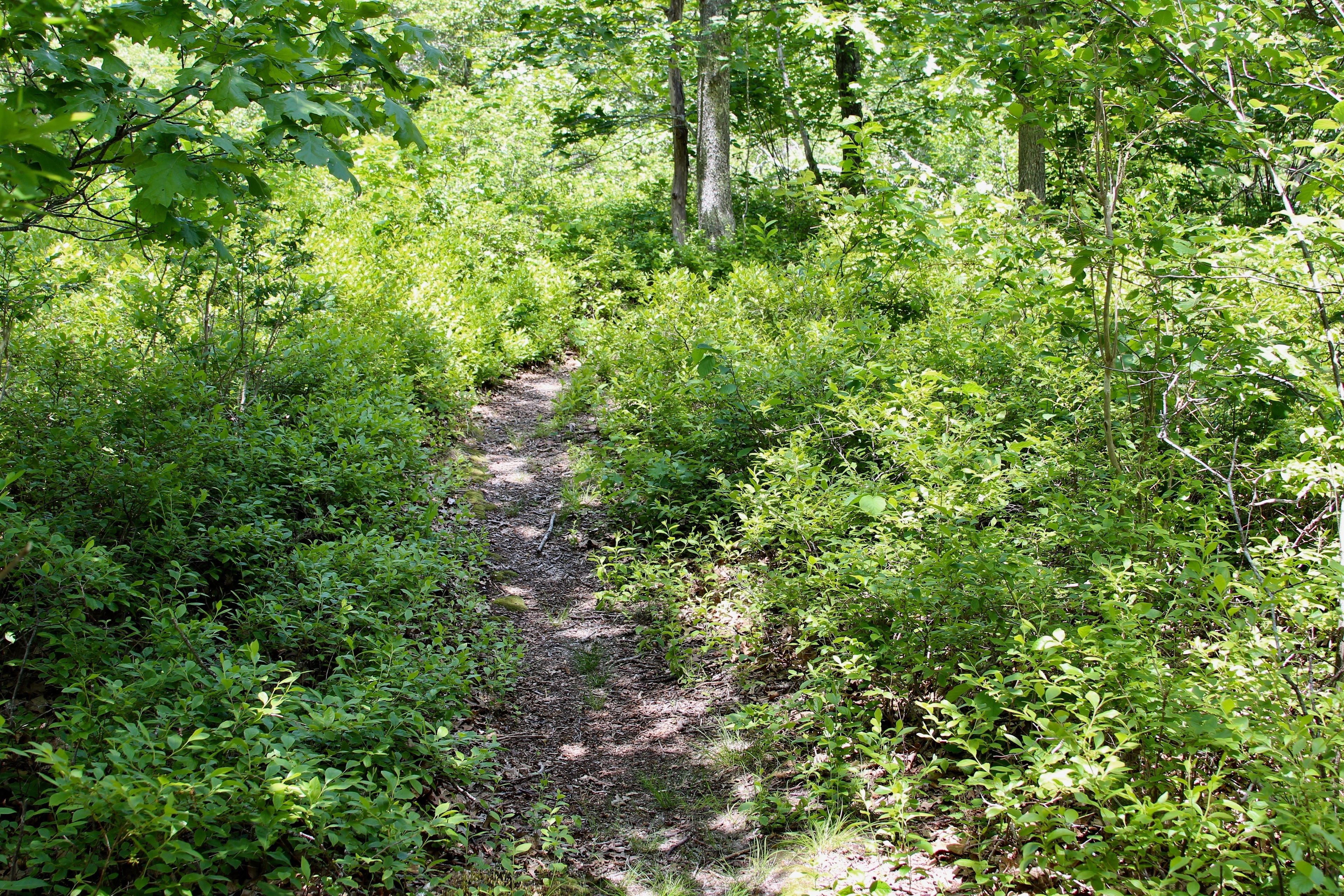 woods trail