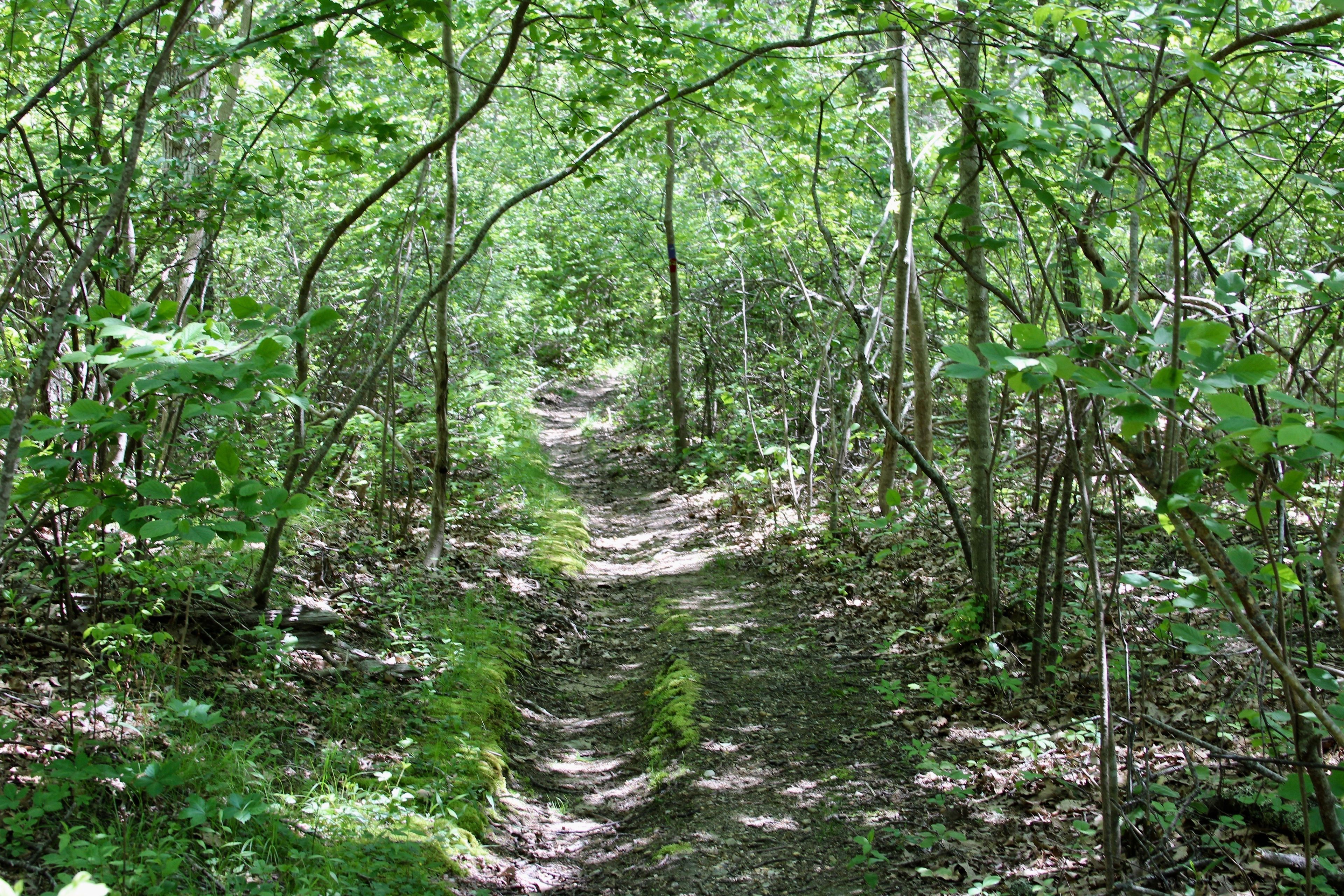 woods trail