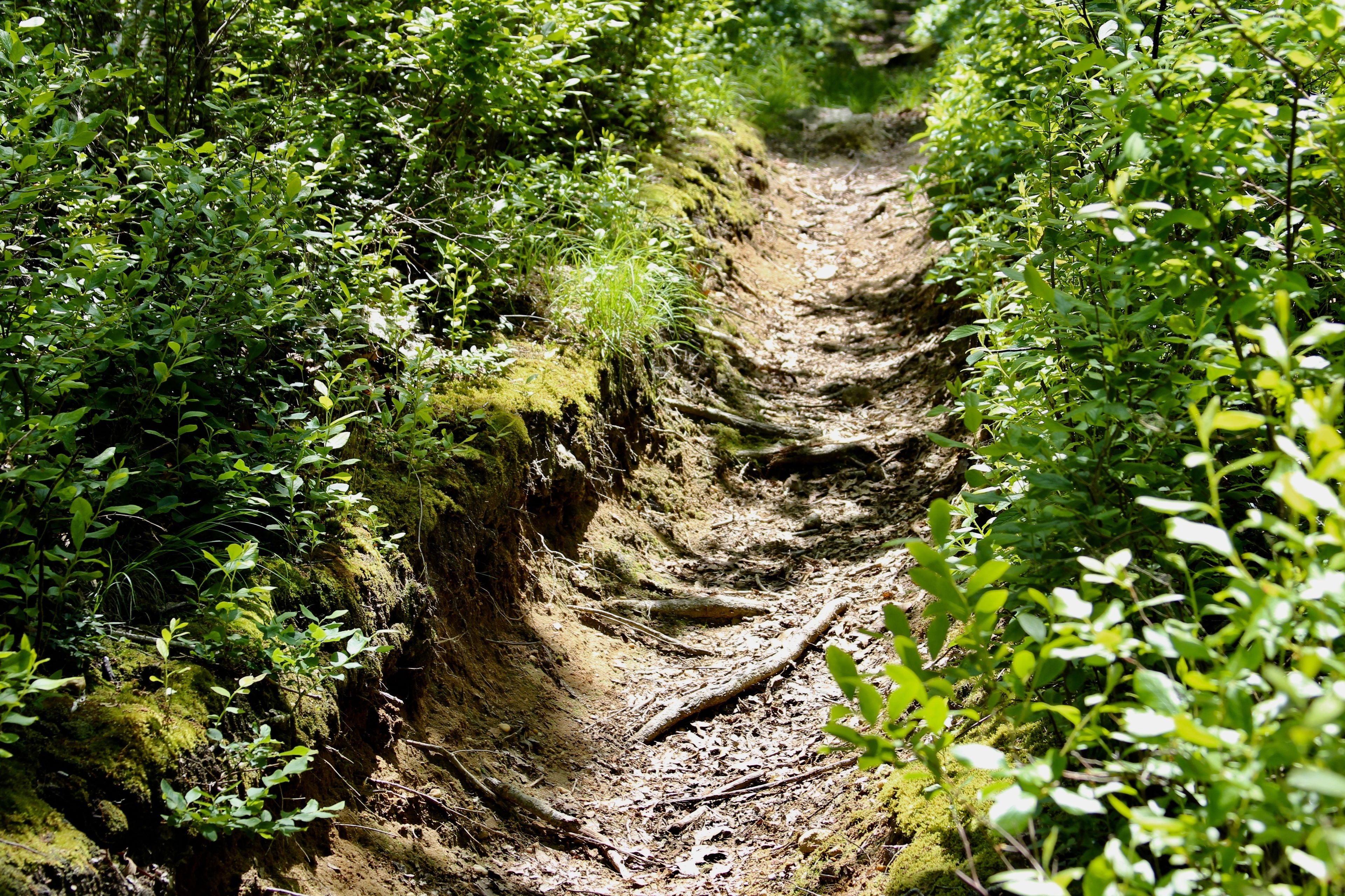 roots along trail