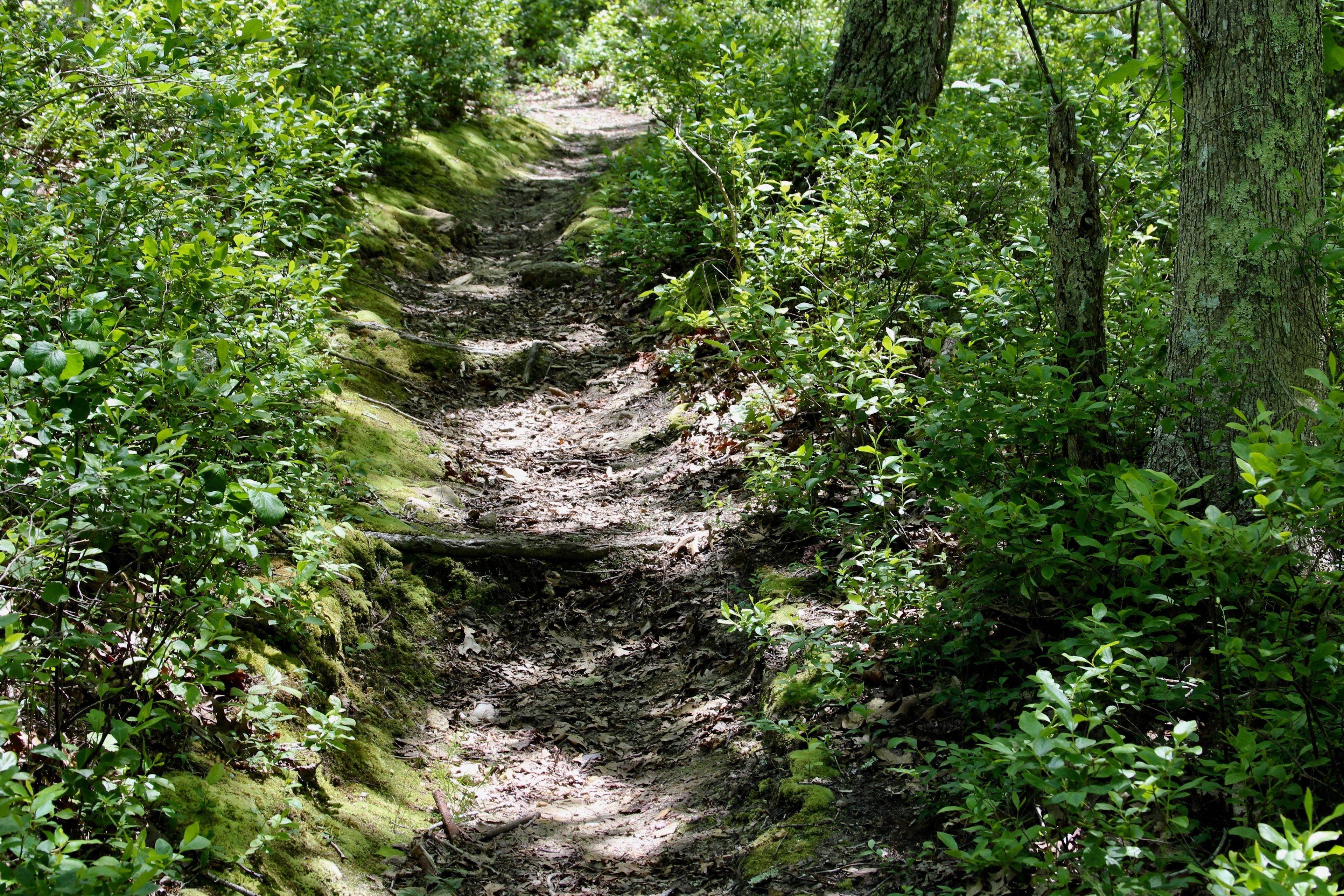 roots along trail