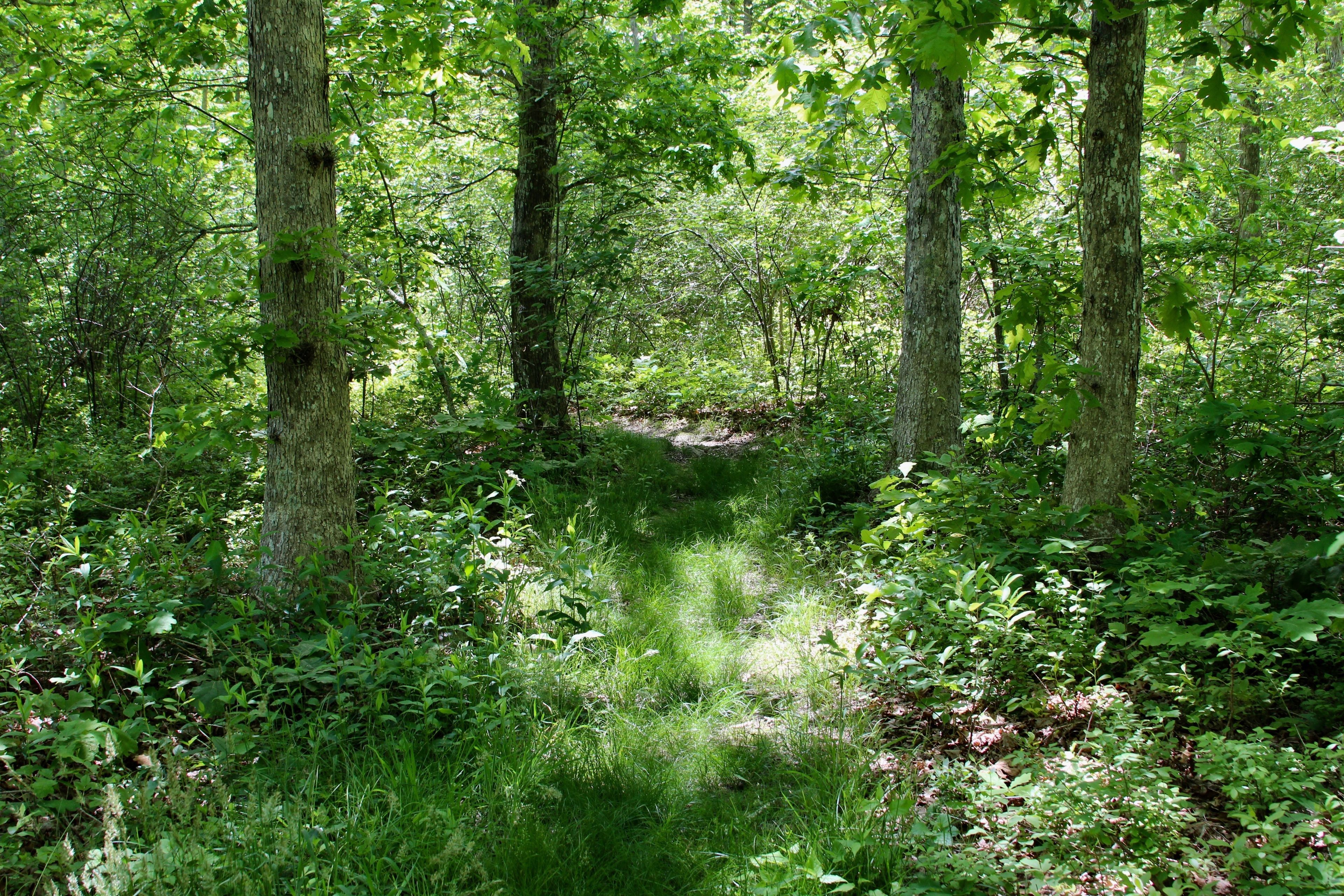 grassy trail