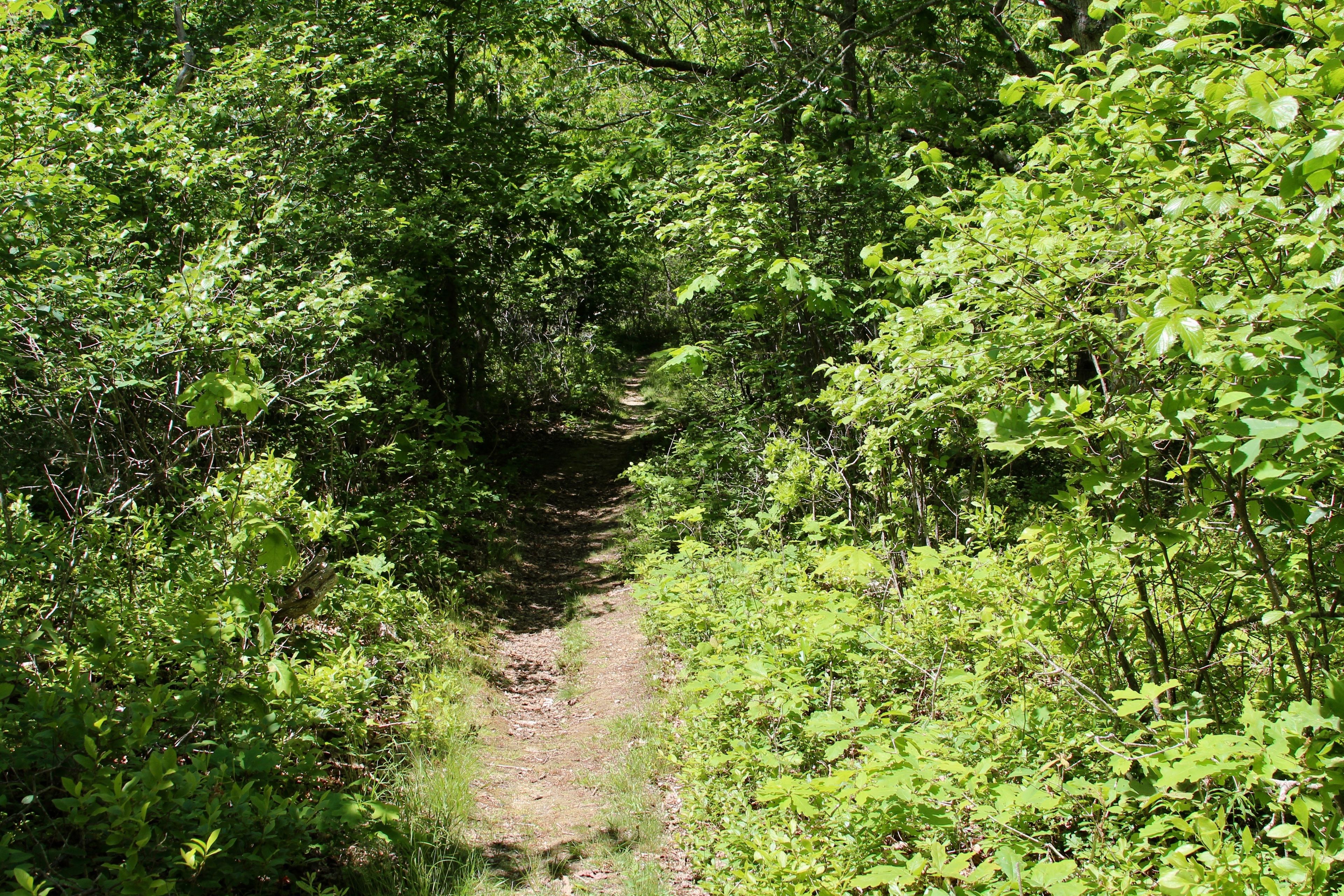 narrow woods trail