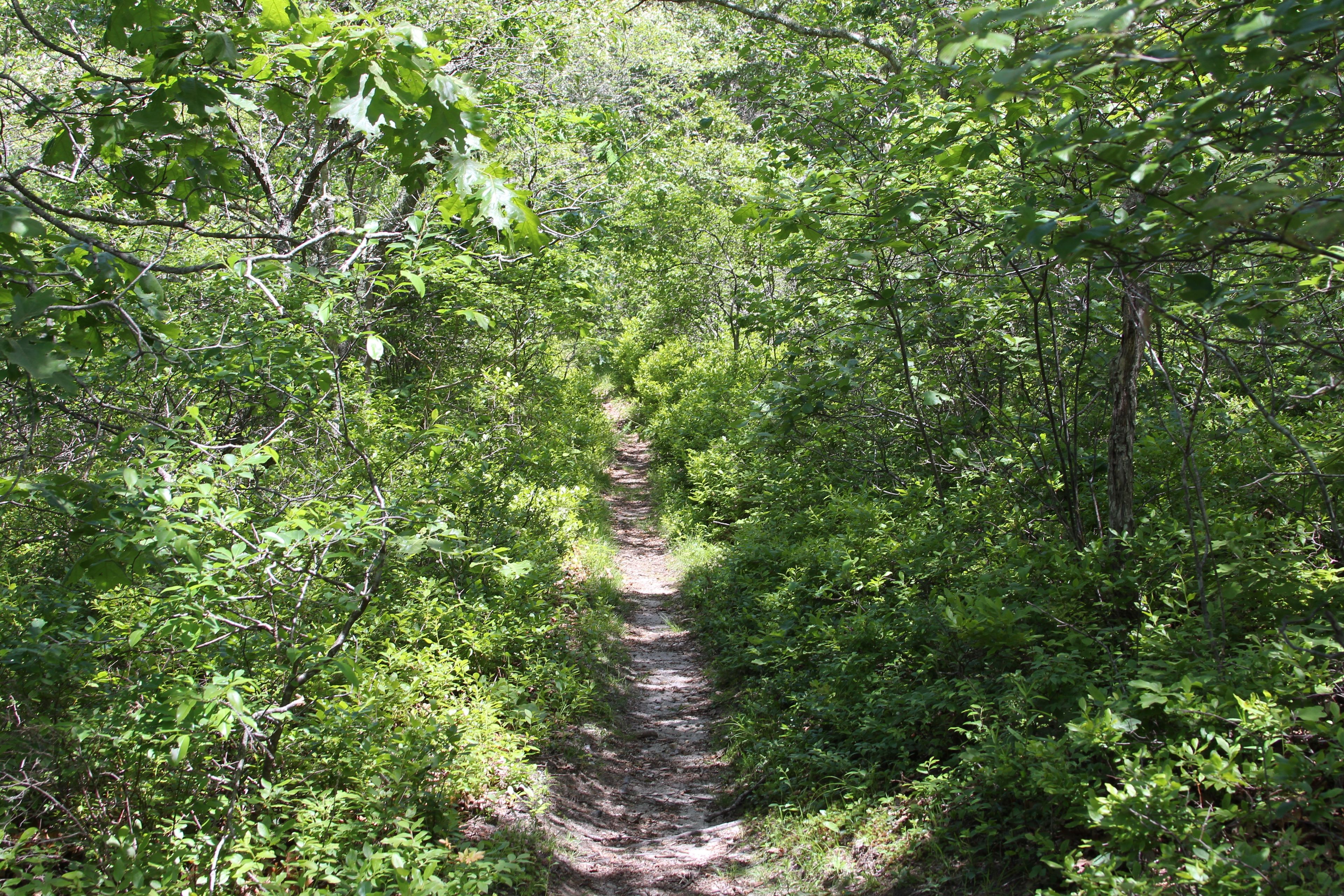 narrow woods trail