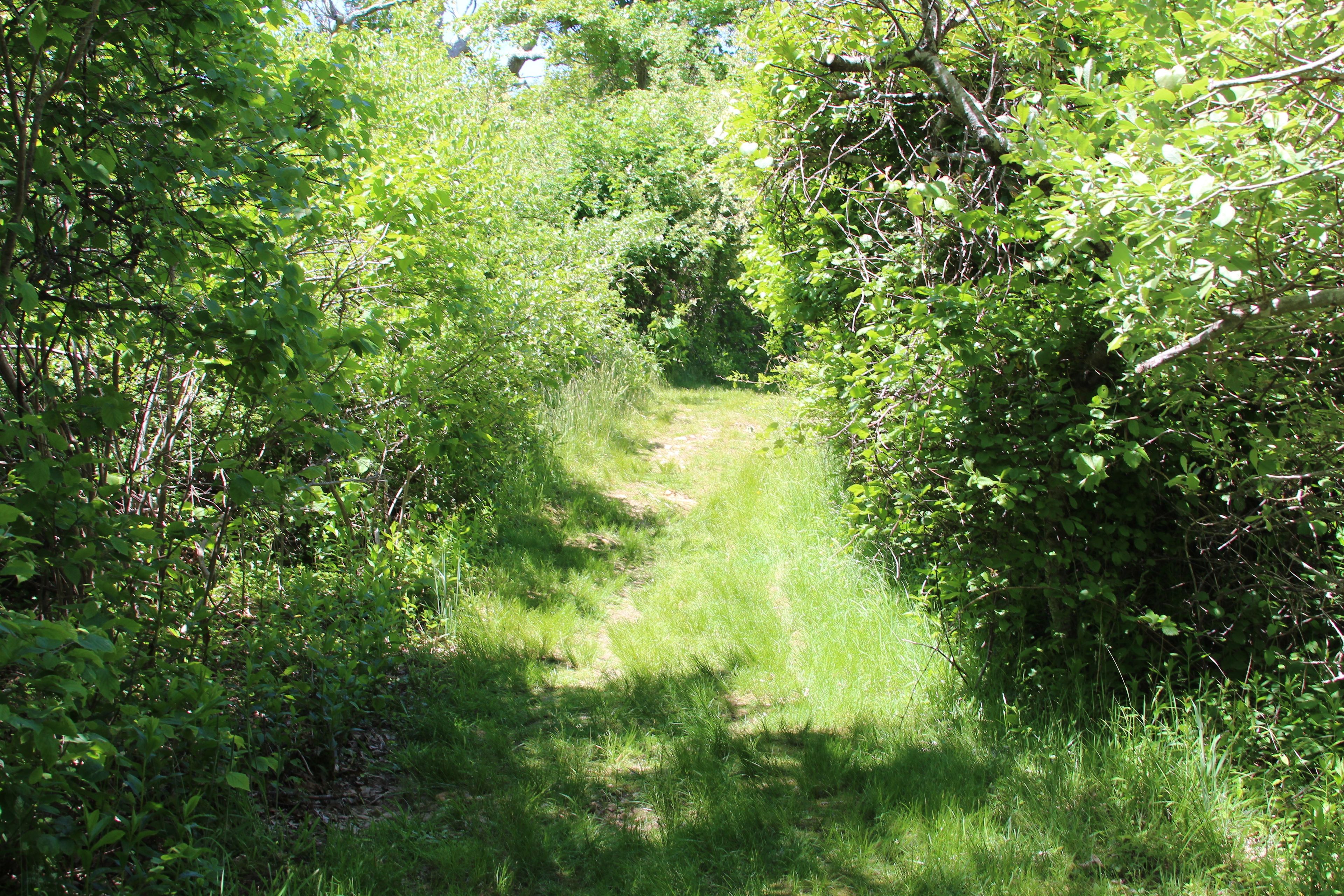 grassy trail