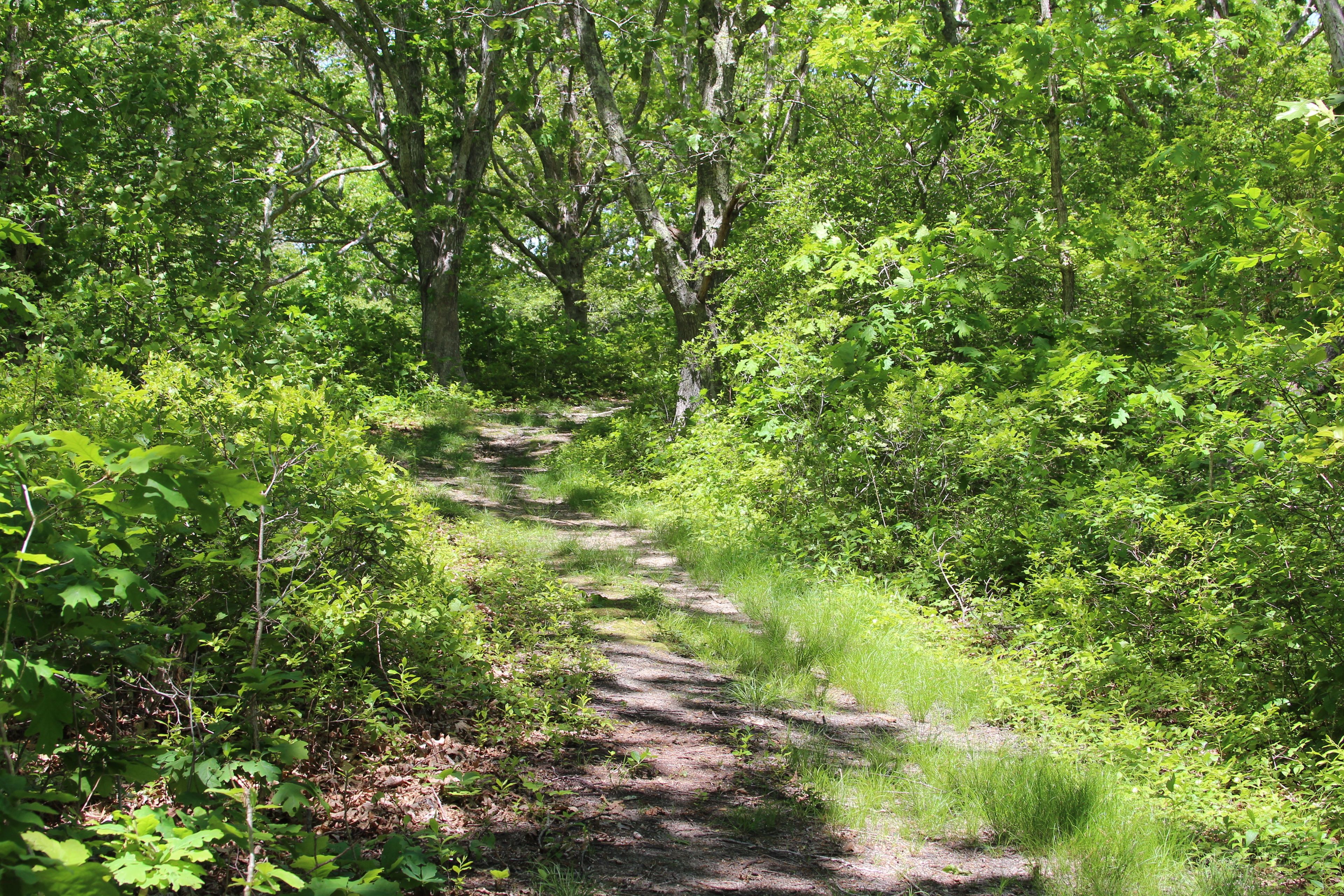 grassy trail