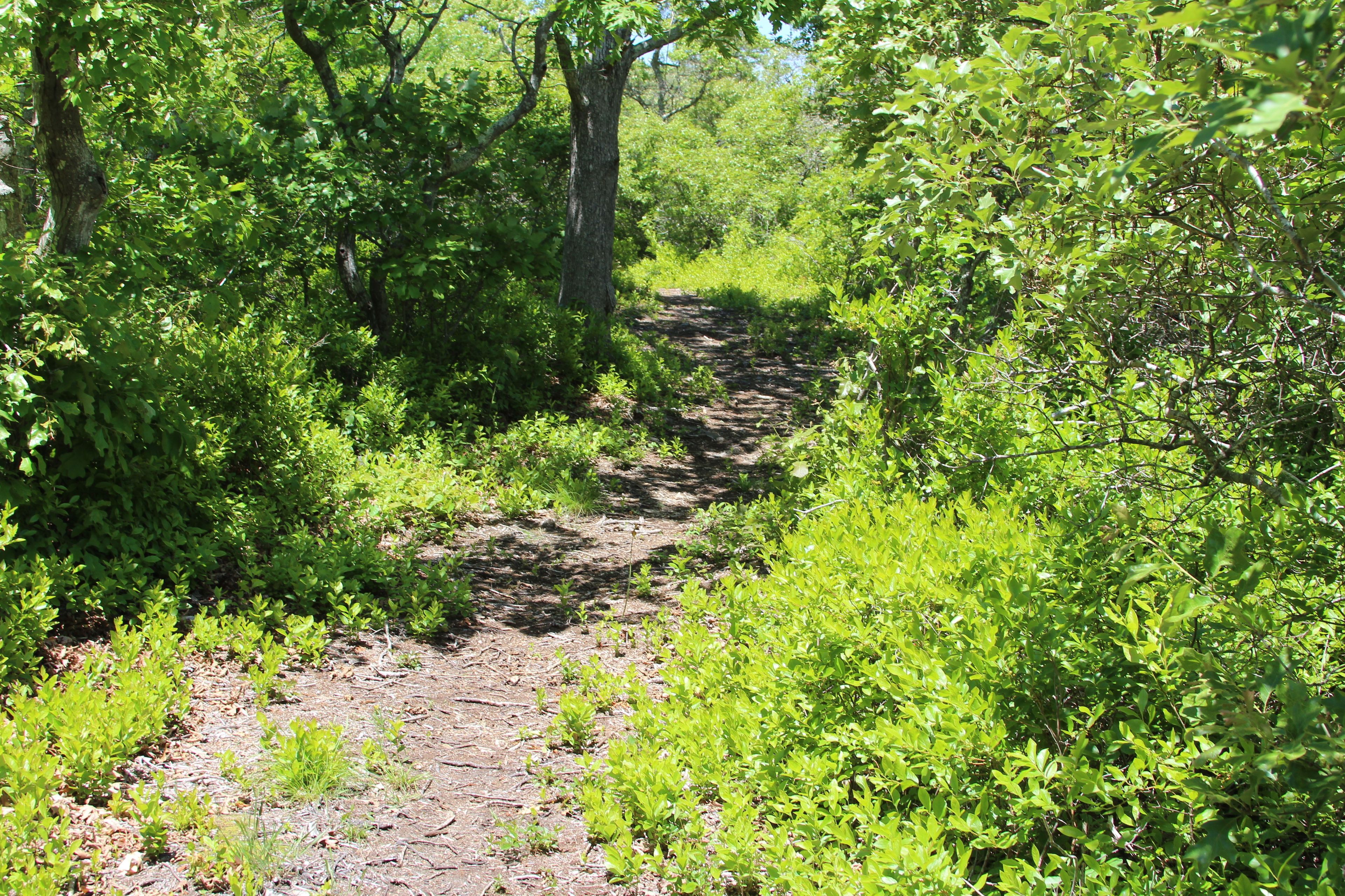 woodlands part of trail