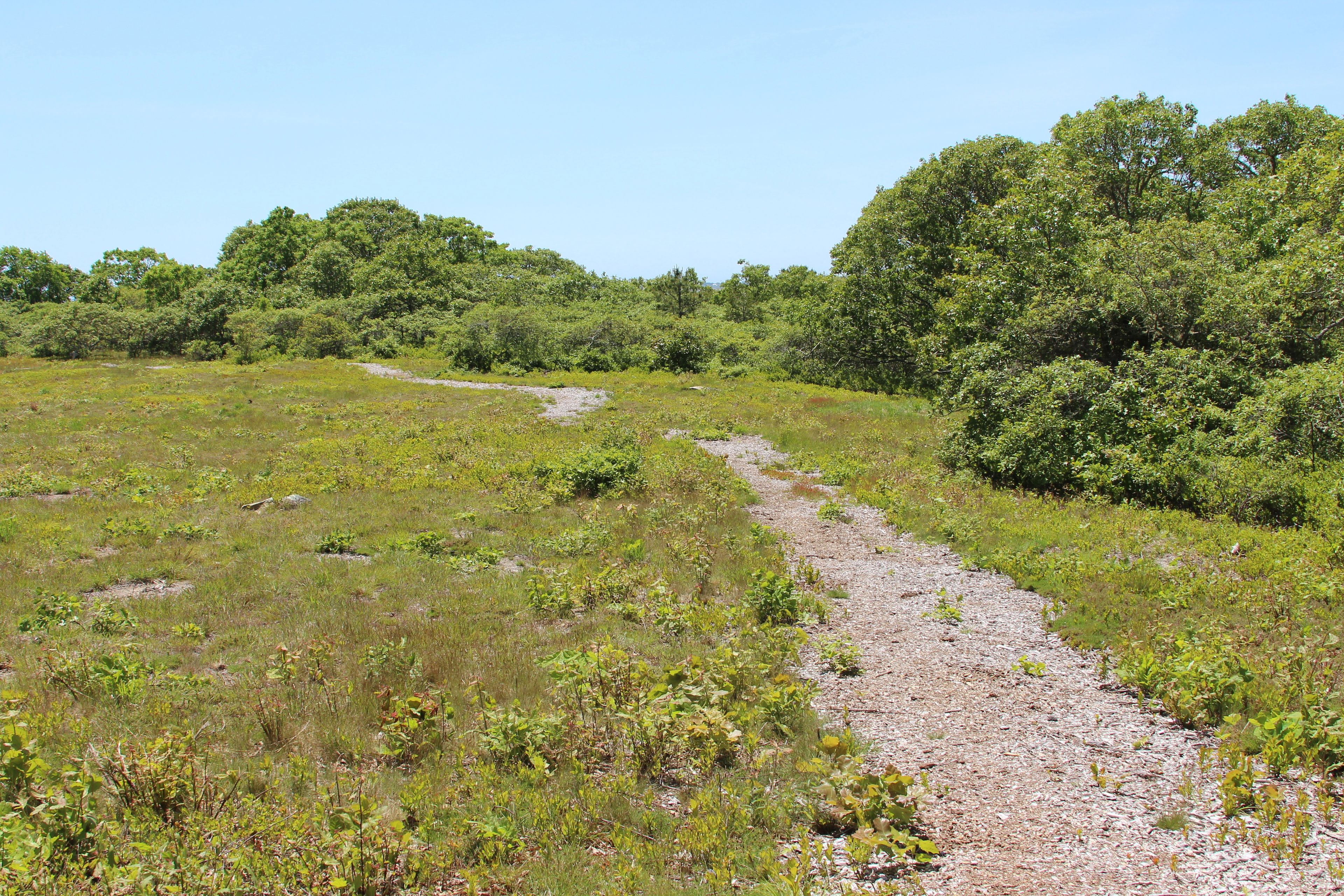 field path