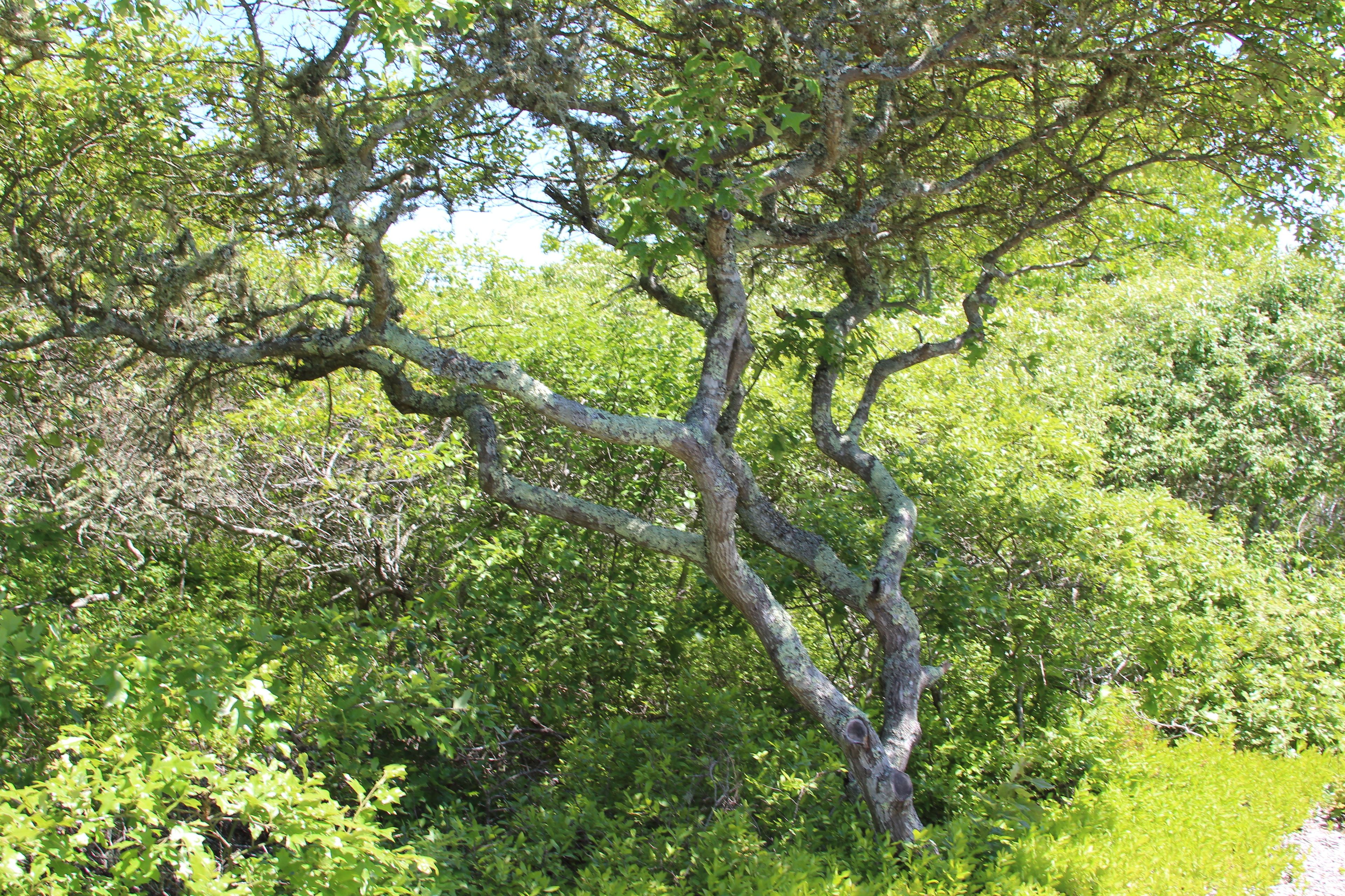 scrub oak