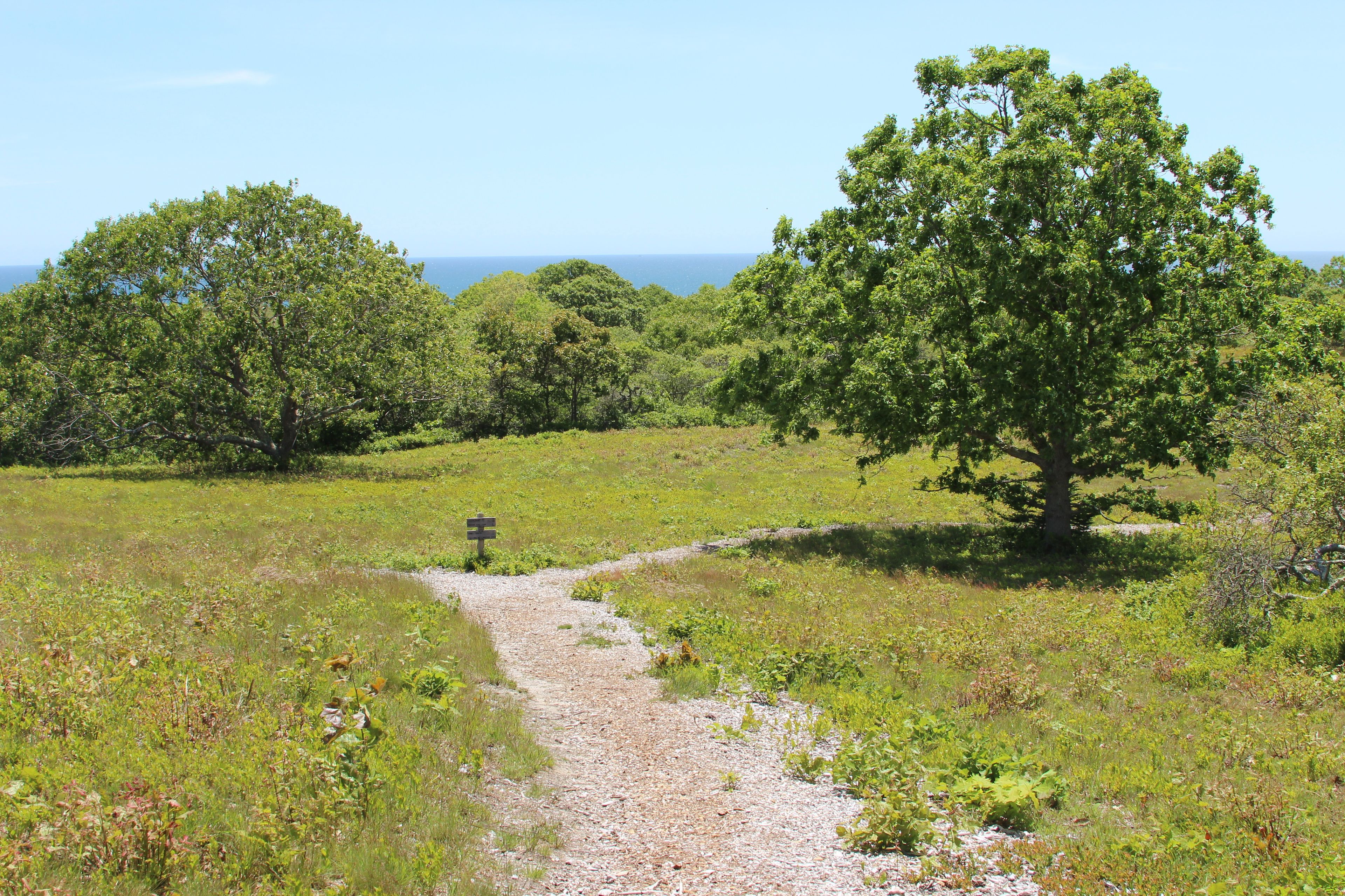 looking south towards loop trail