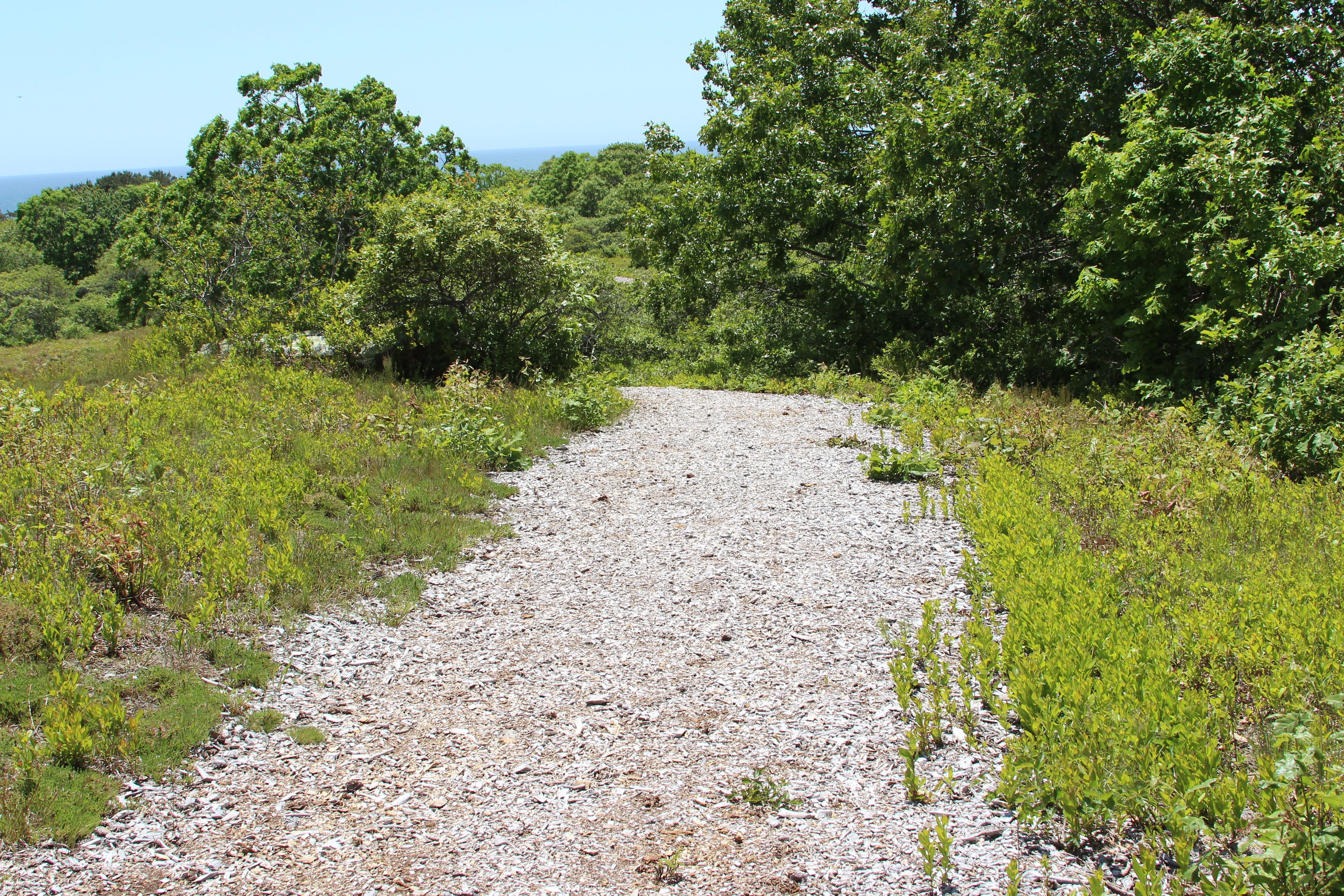 wood chip trail