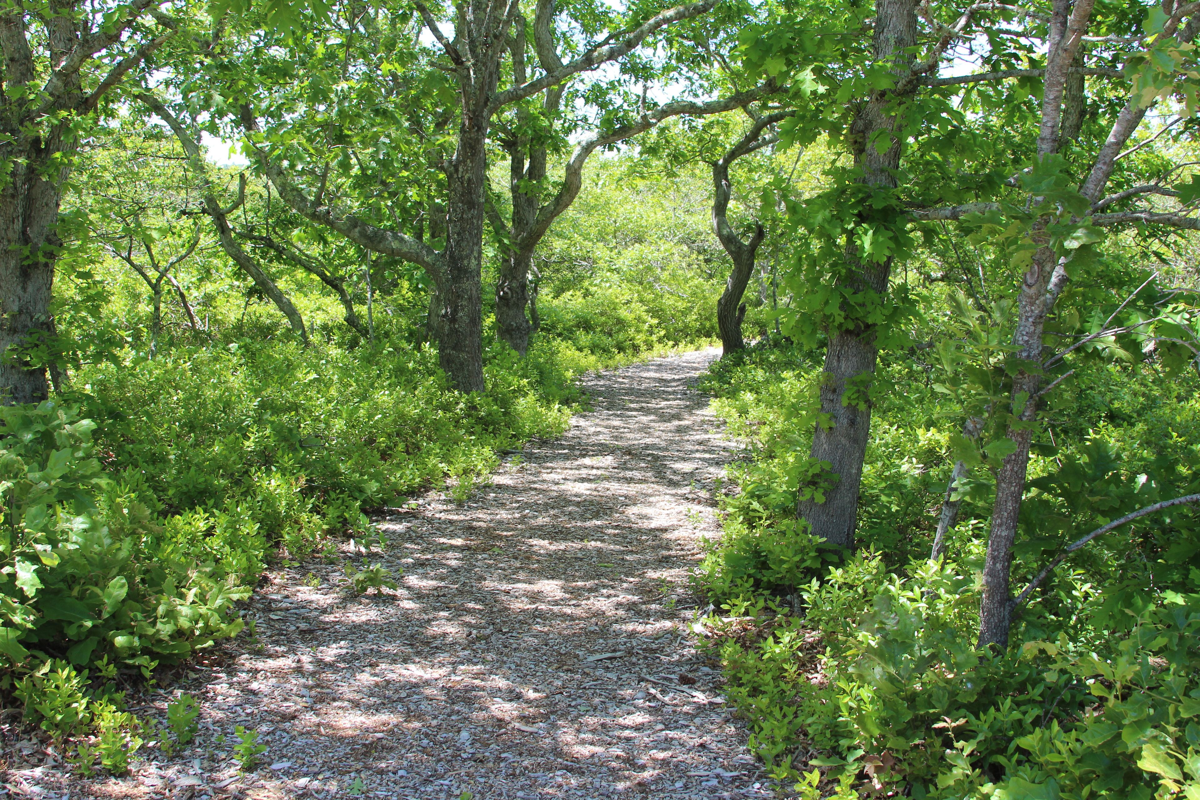 wood chip trail through woods