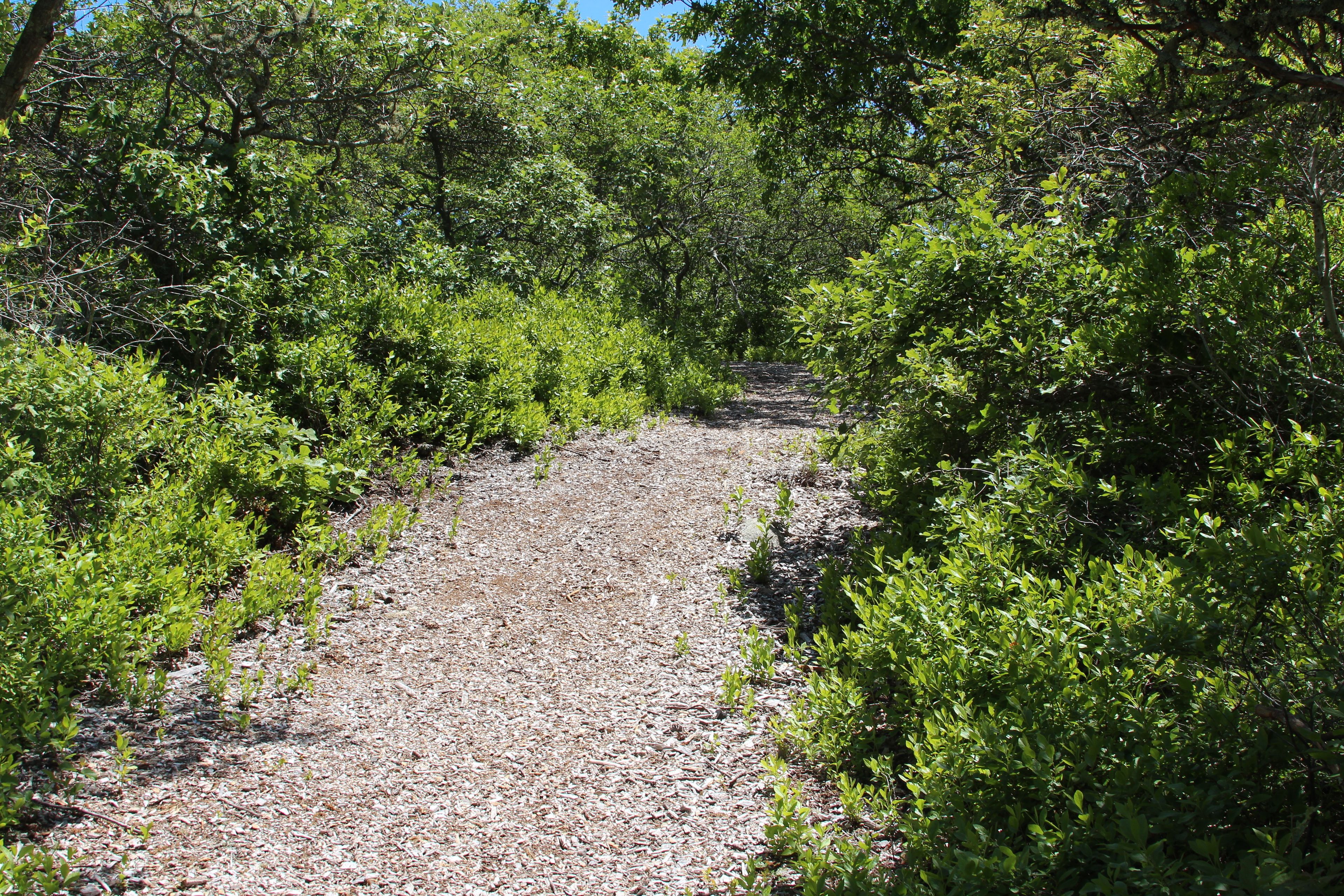 wood chip trail