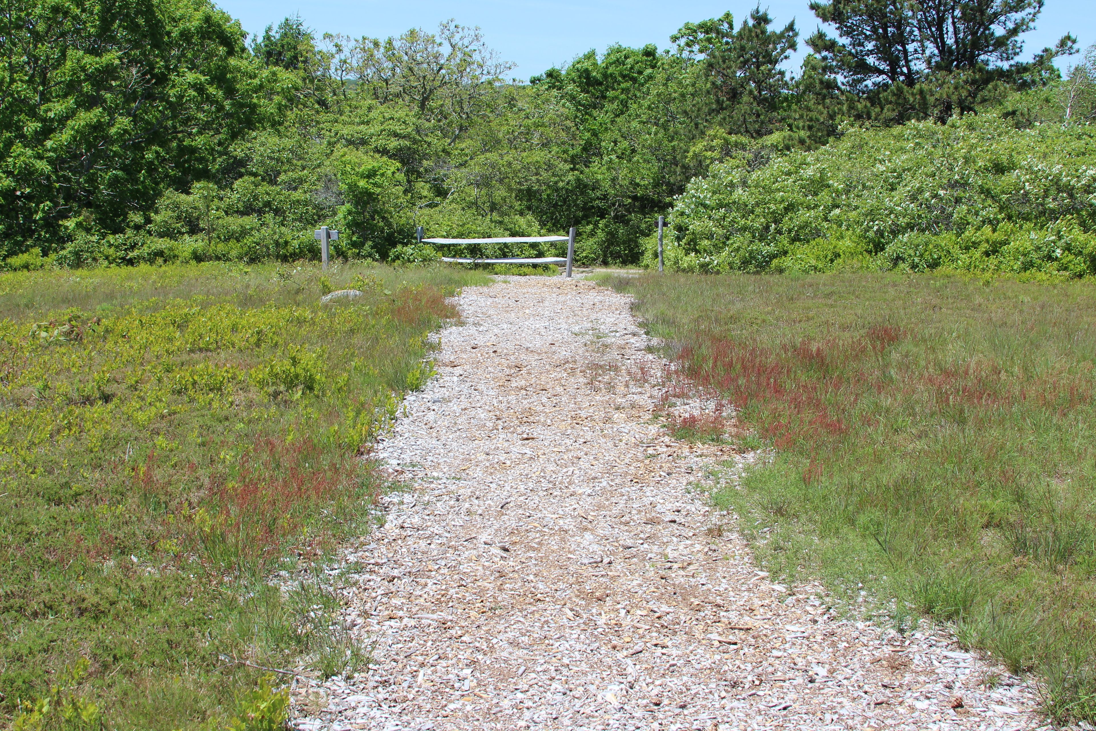 wood chip trail