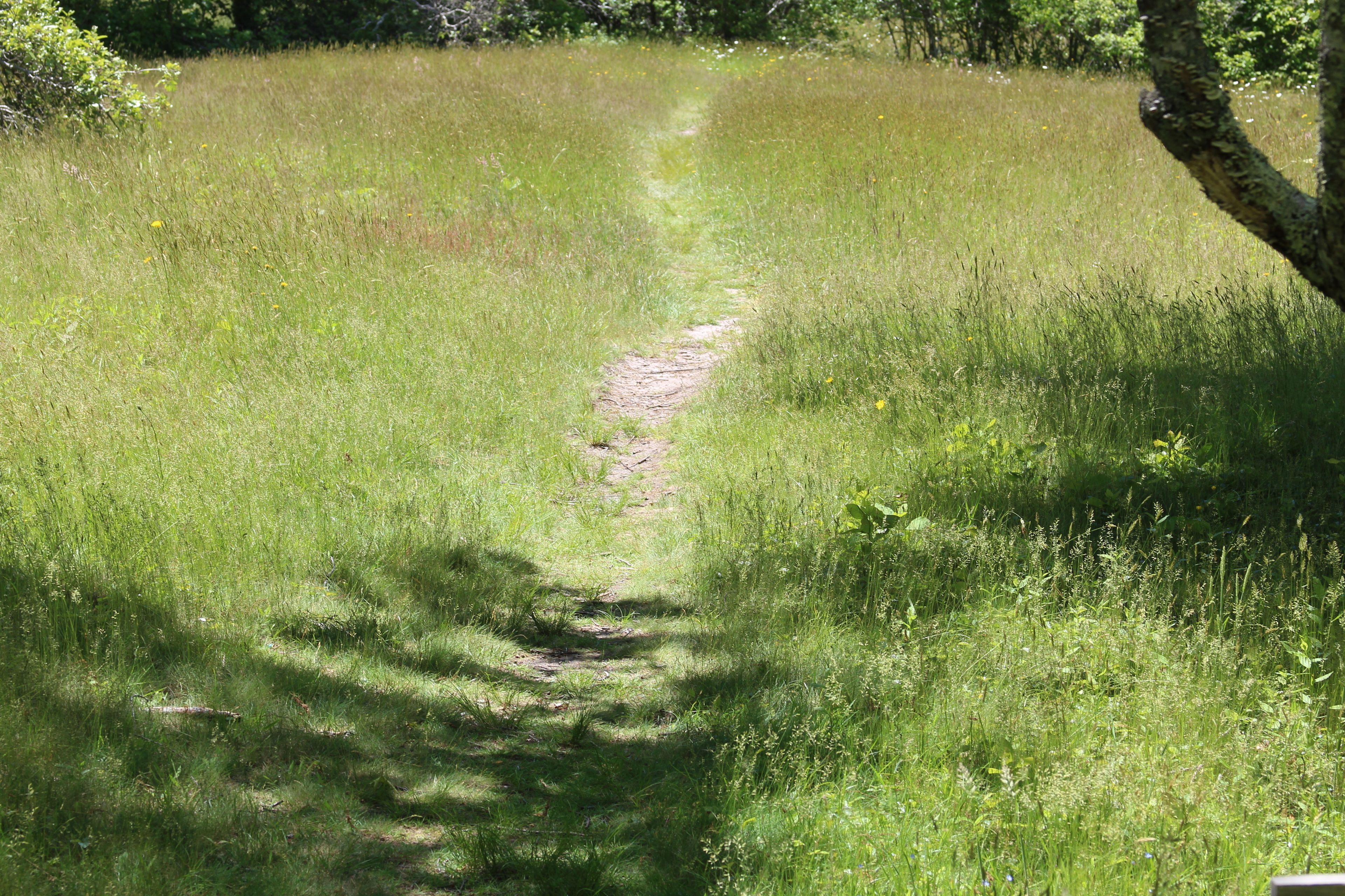 grassy trail